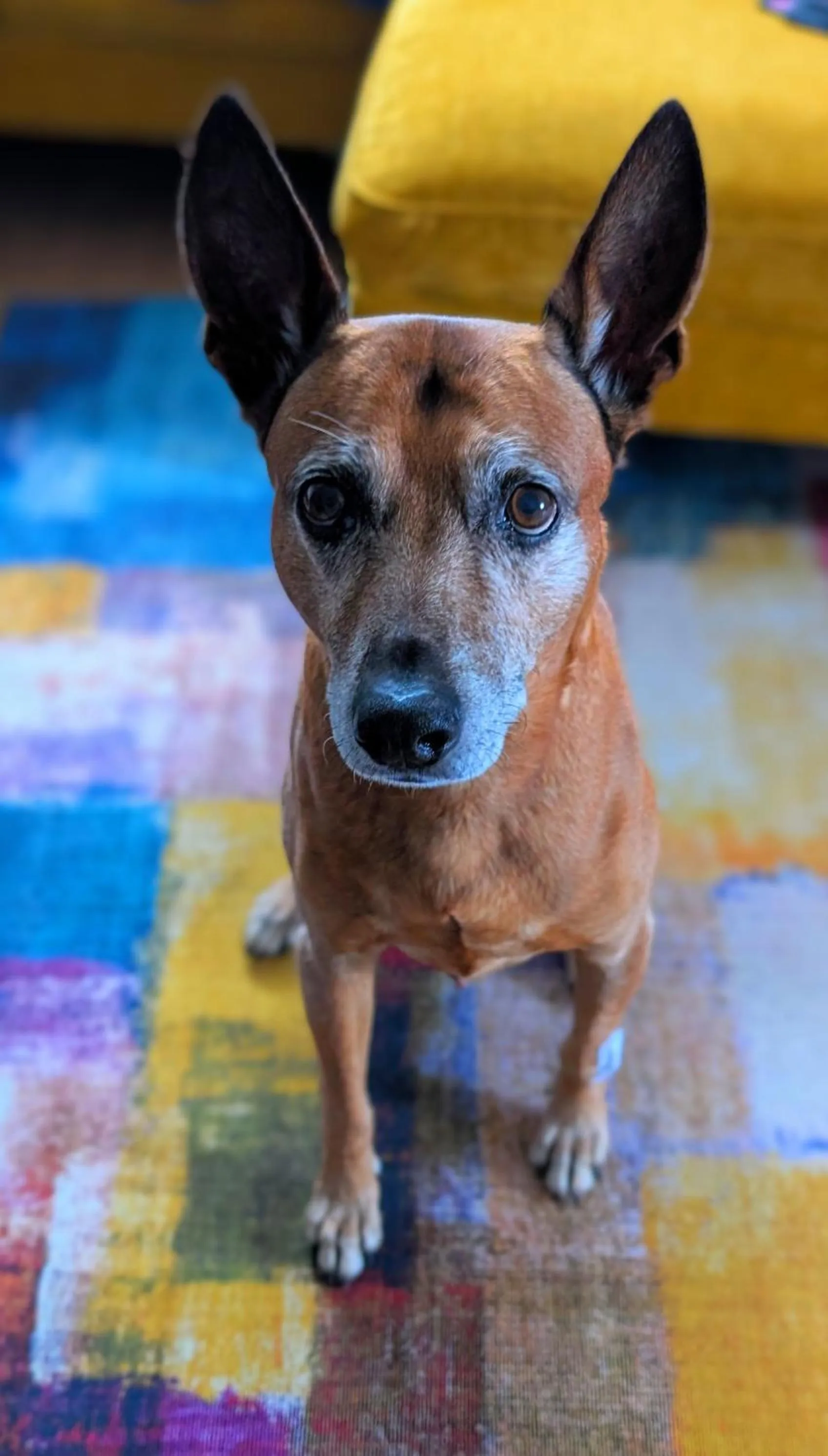 Pets in Hotel Panorama