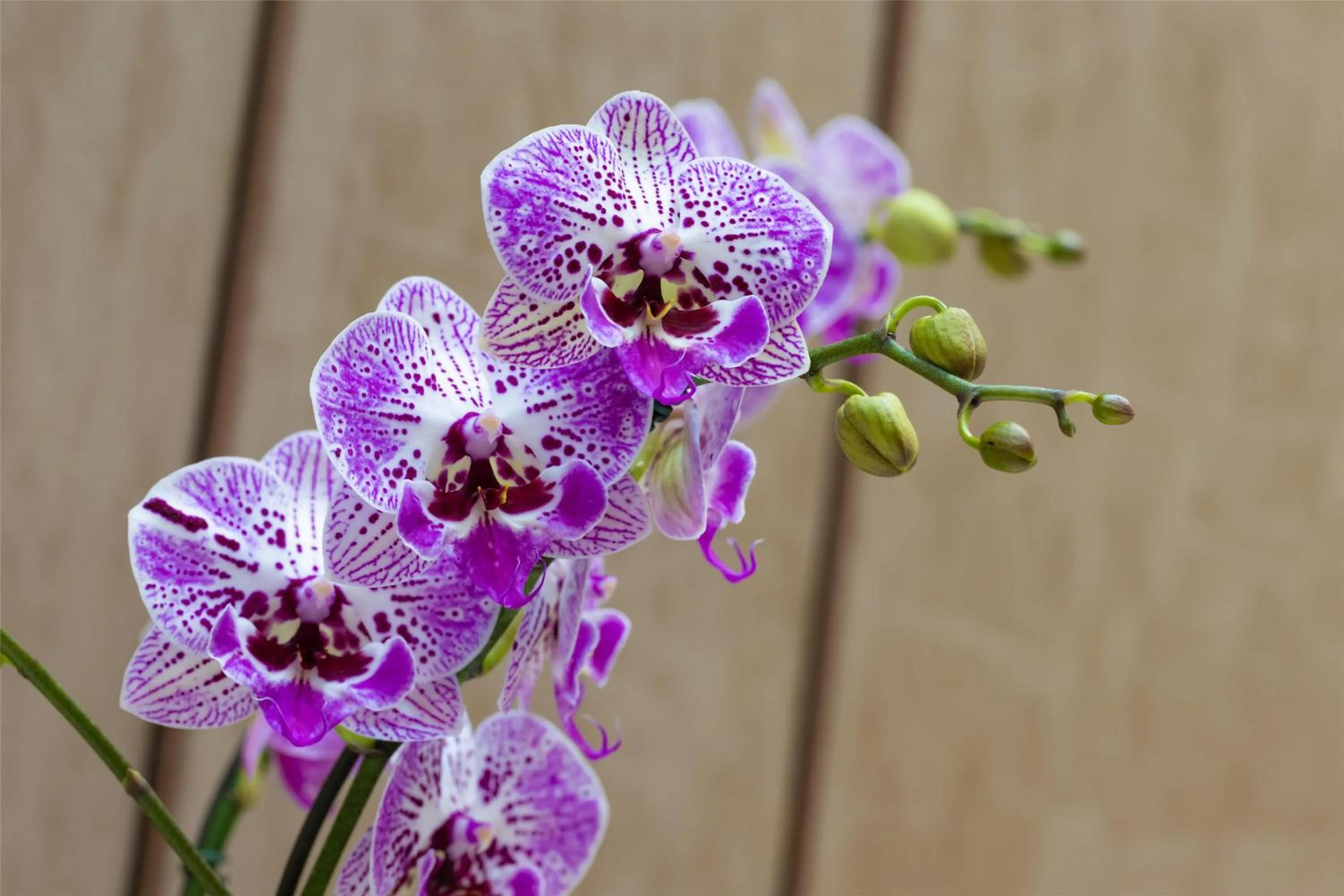 Sports in Blossom Hotel Houston, Curio Collection by Hilton