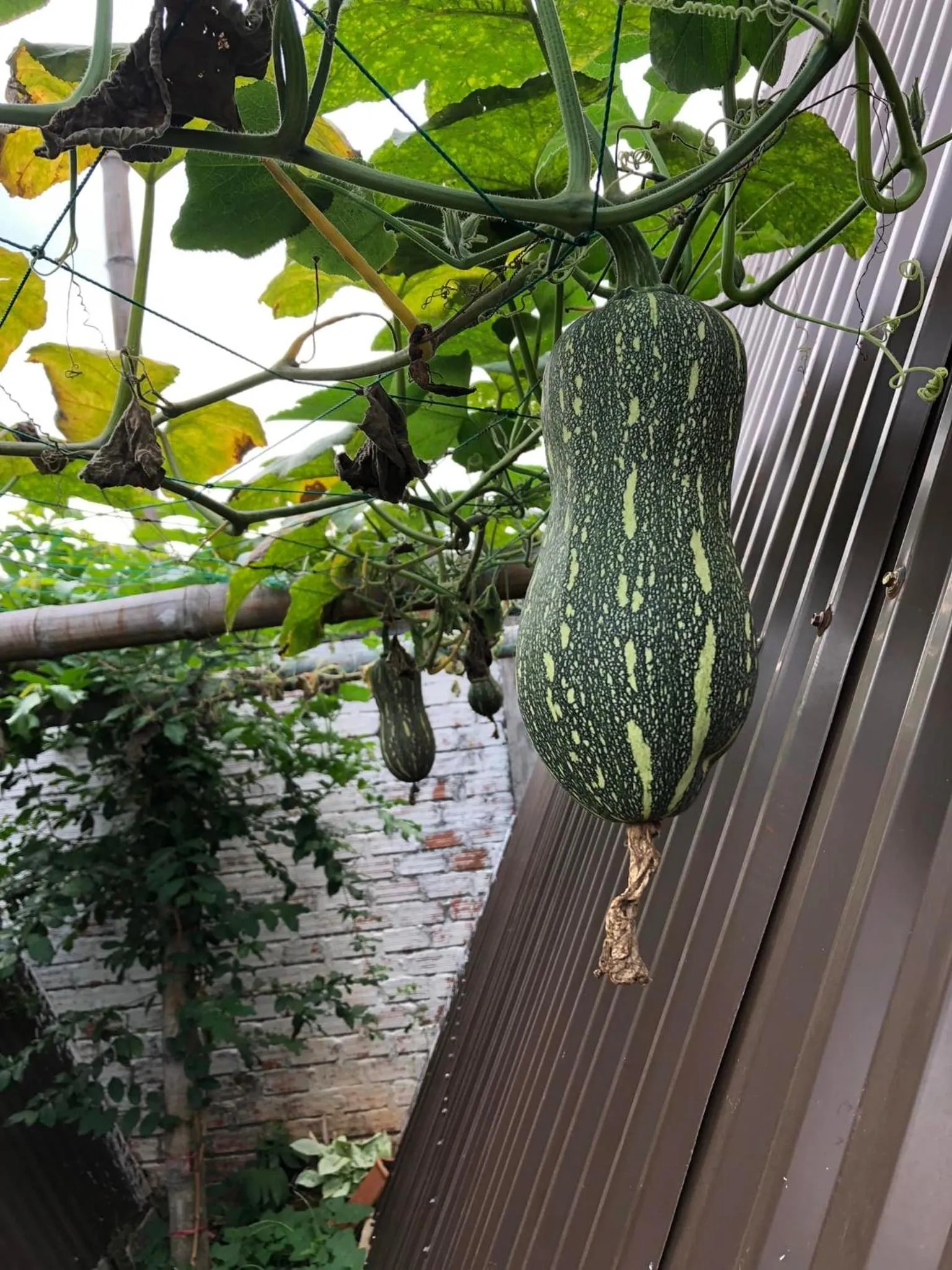 Garden view in Nhà của Nếp