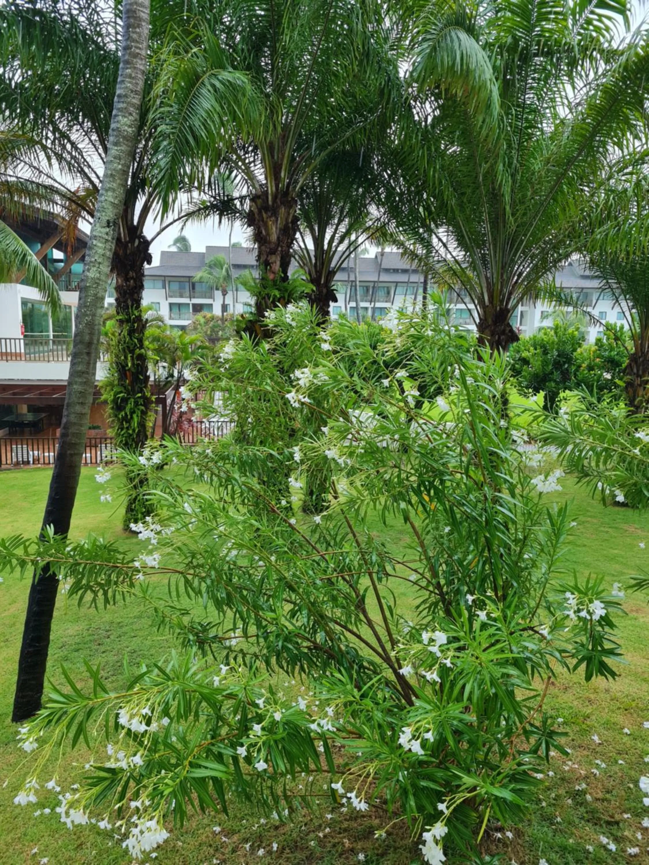 Garden in Flat Beach Class Muro Alto 1107