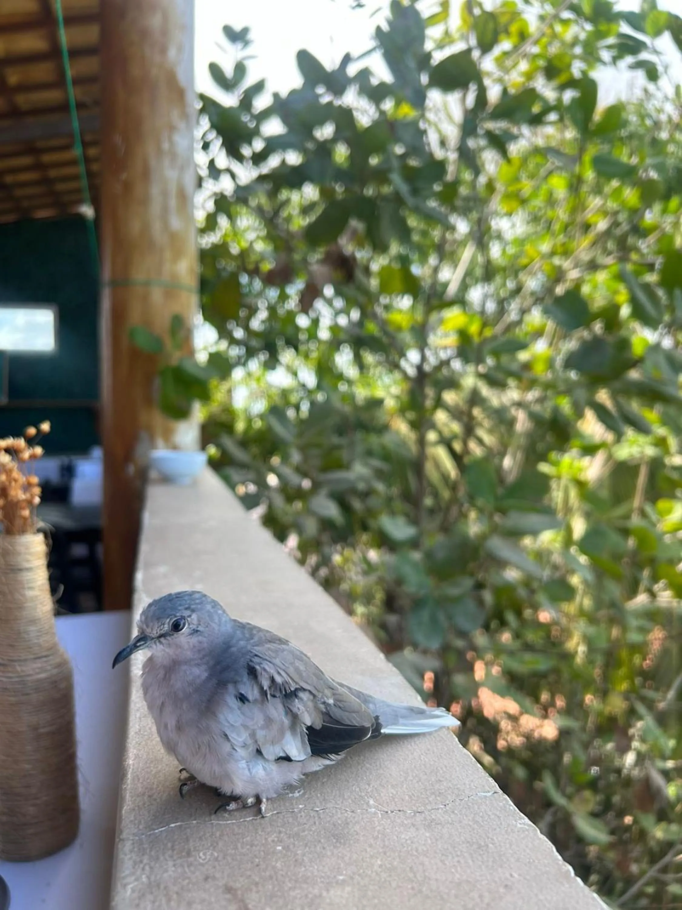 Property building in Uru Pousada