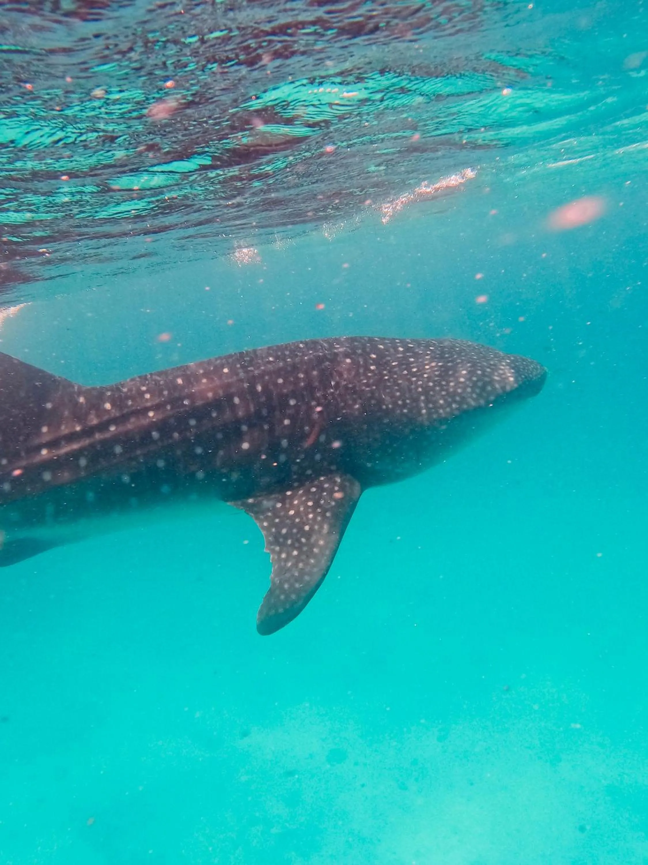 Activities in Kamadhoo Inn