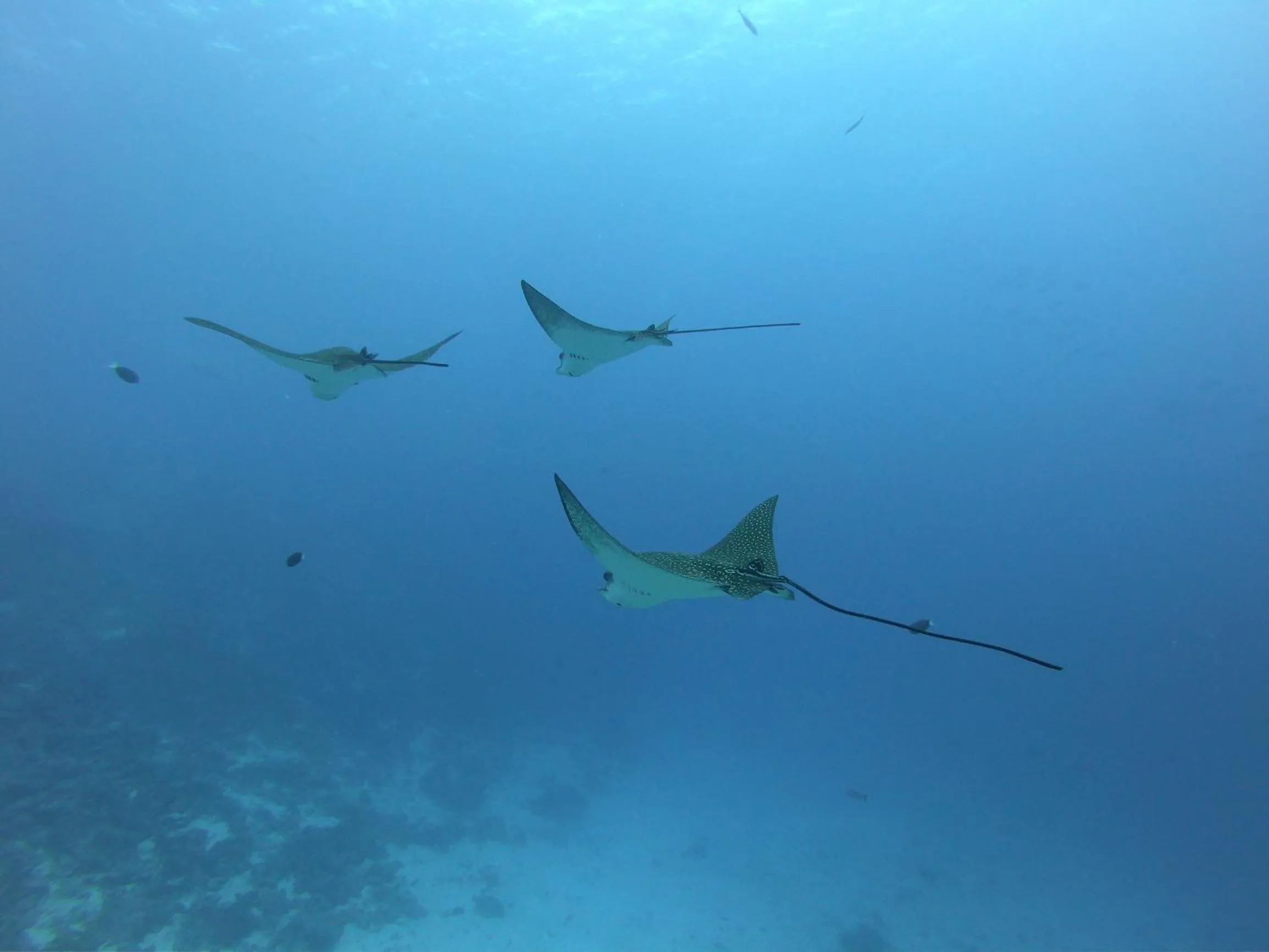 Activities in Kamadhoo Inn