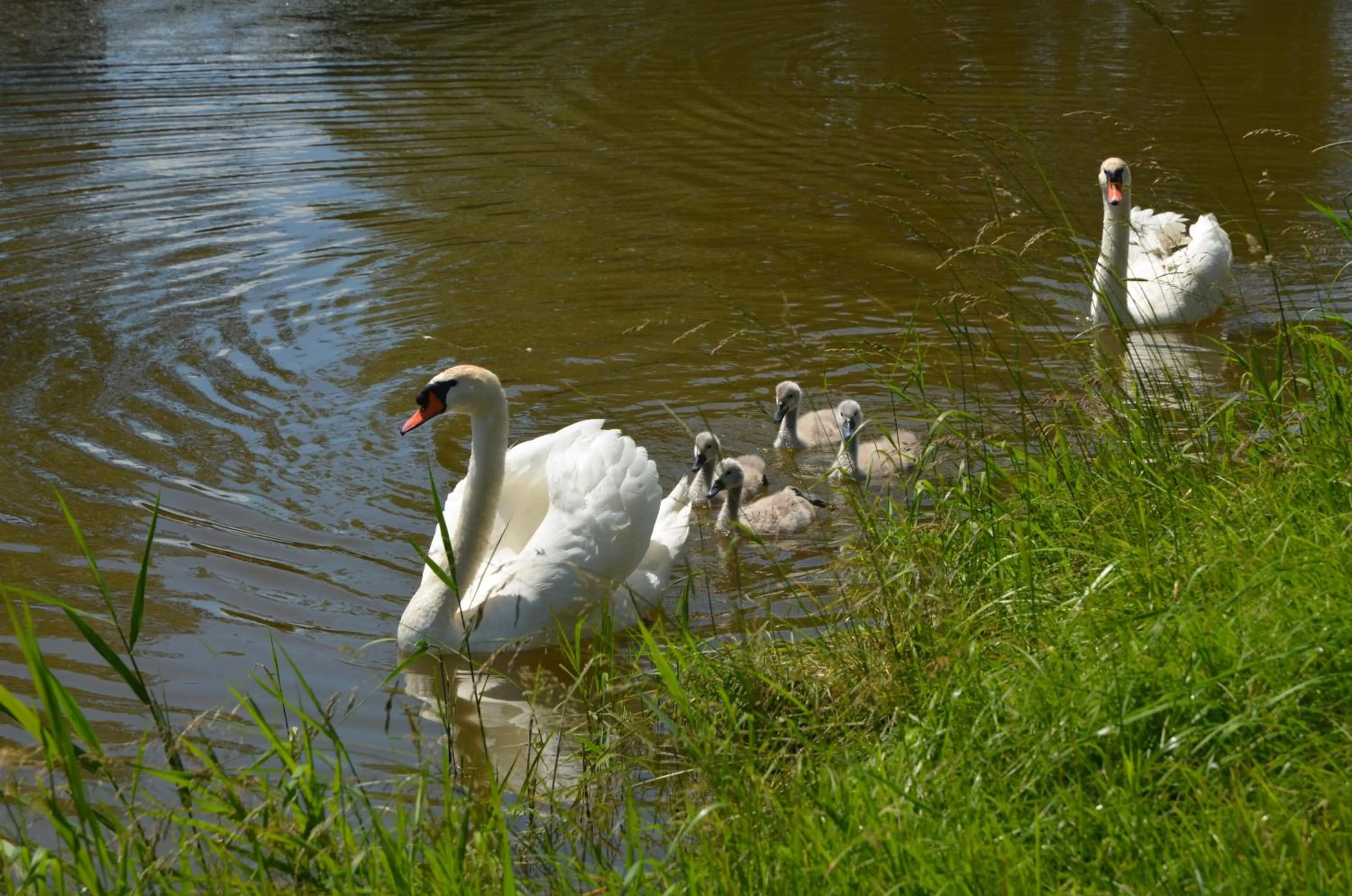 Other in Landhotel Seerose