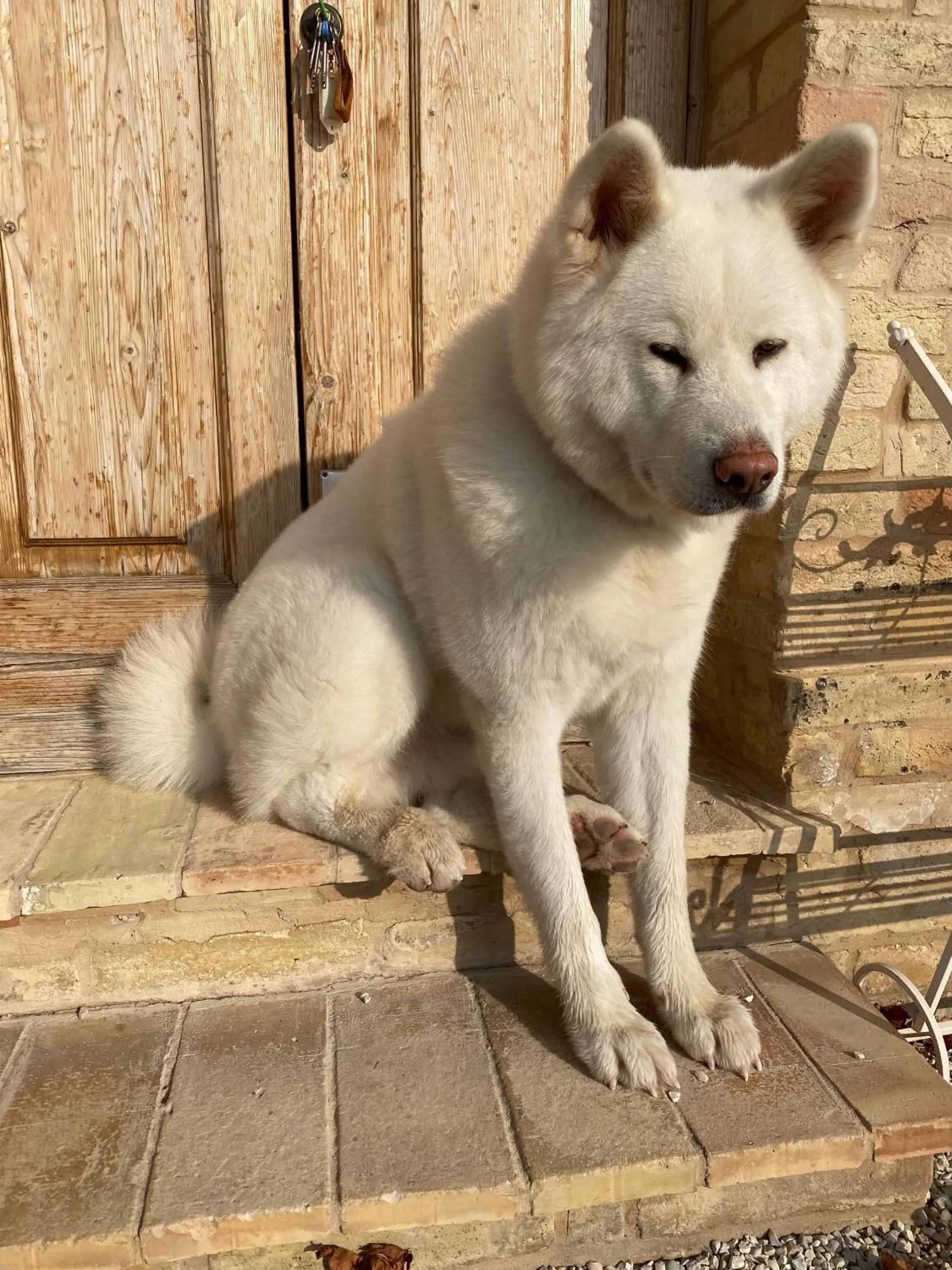 Pets in Casa San Ruffino