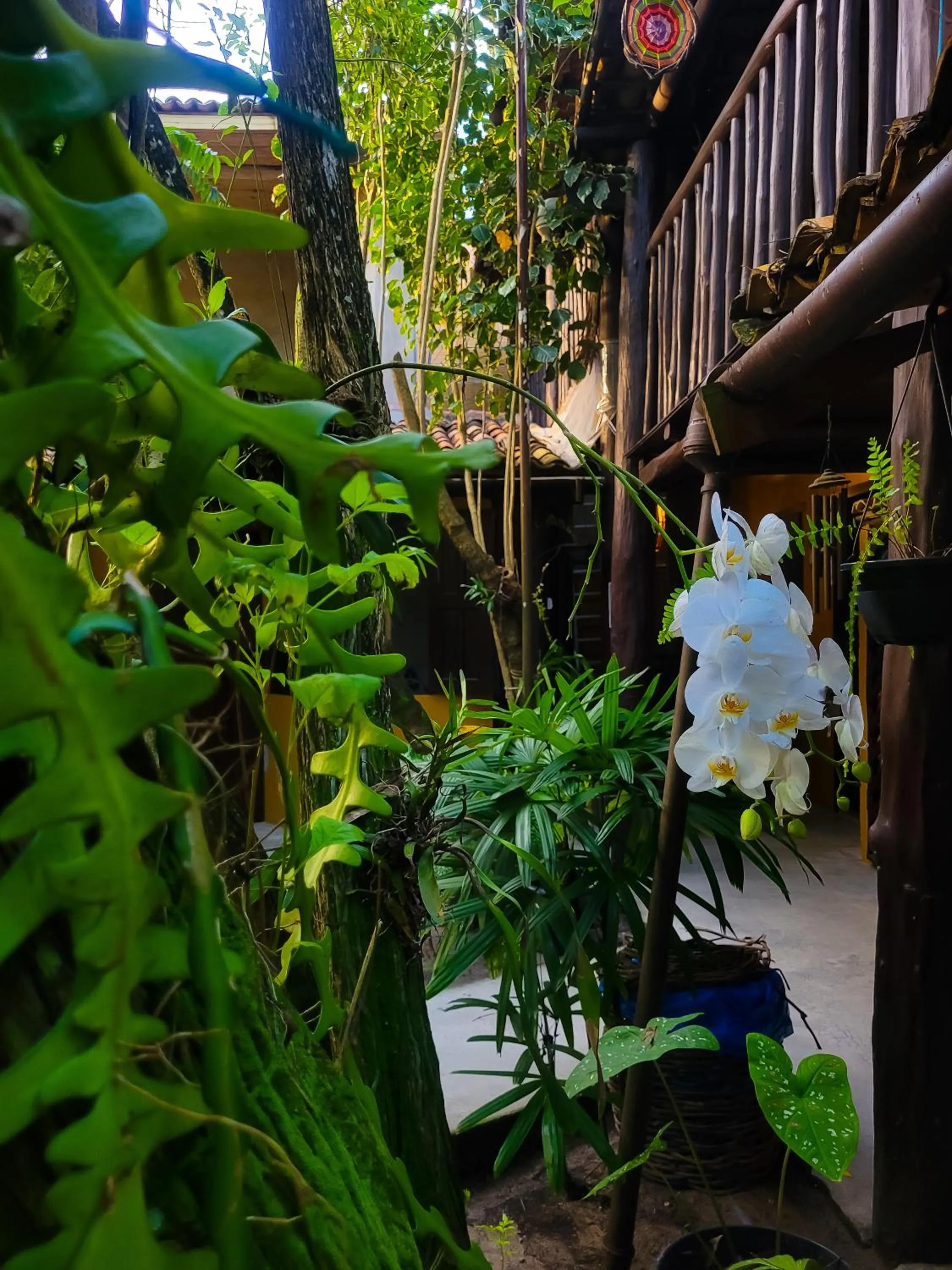 Spring in Pousada Raiz Forte