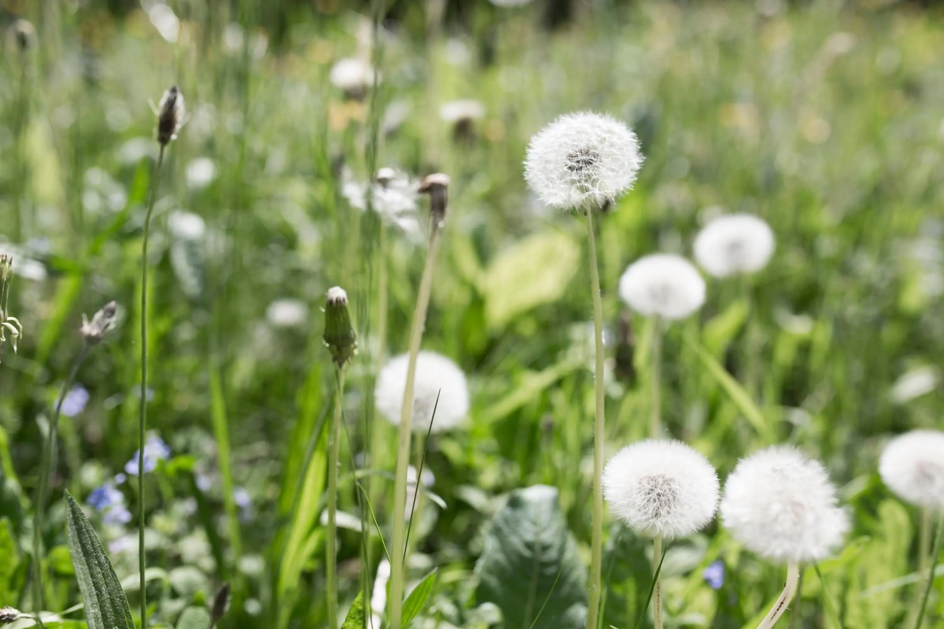 Garden in Caritas Tagungszentrum