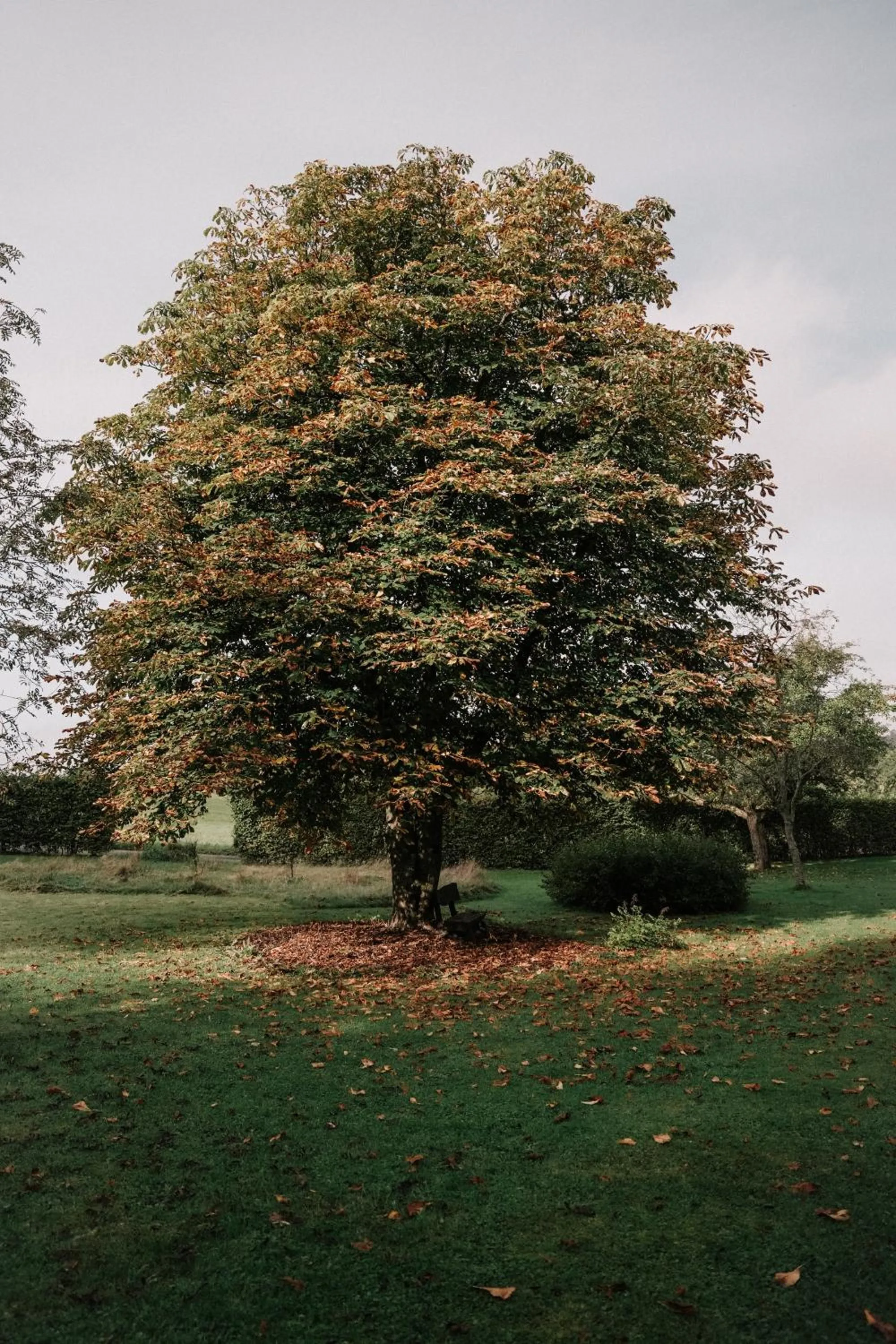 Garden view in Landhotel Waldhaus