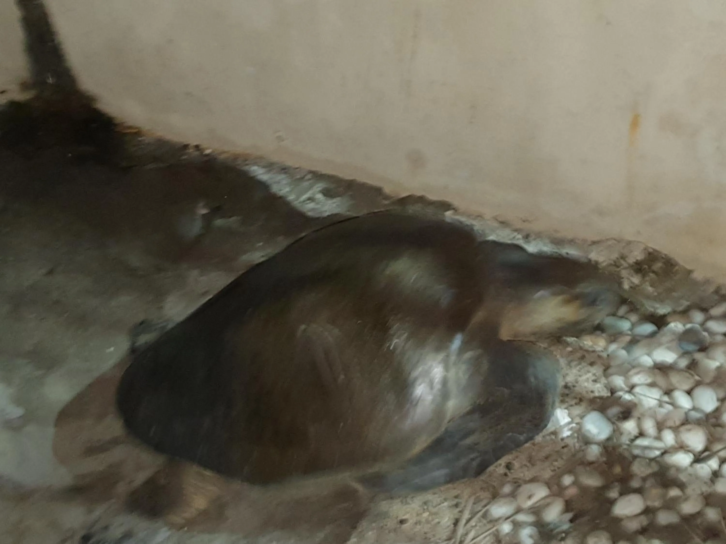 Property building in Bungalows La Perla Playa Azul