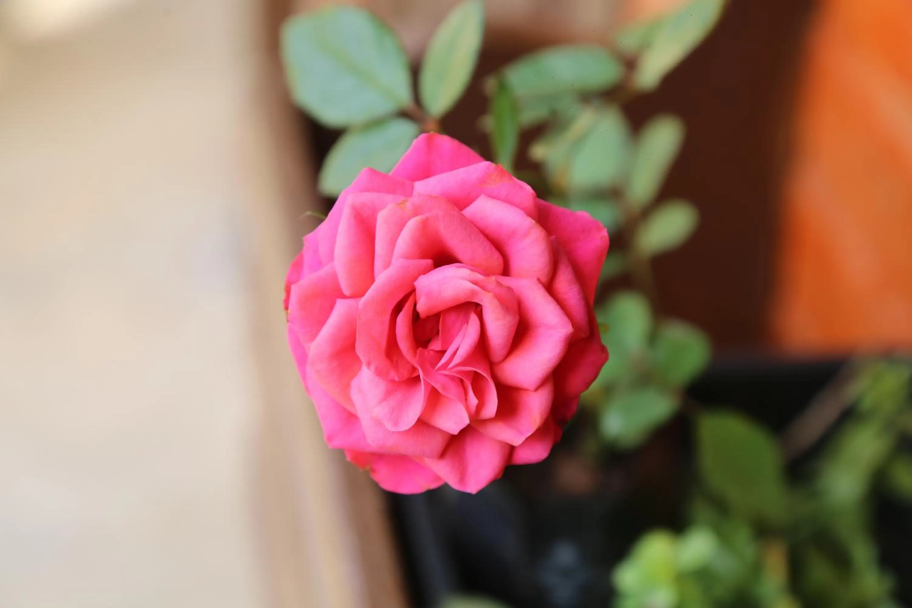 Decorative detail in Pousada Colibri Serrano