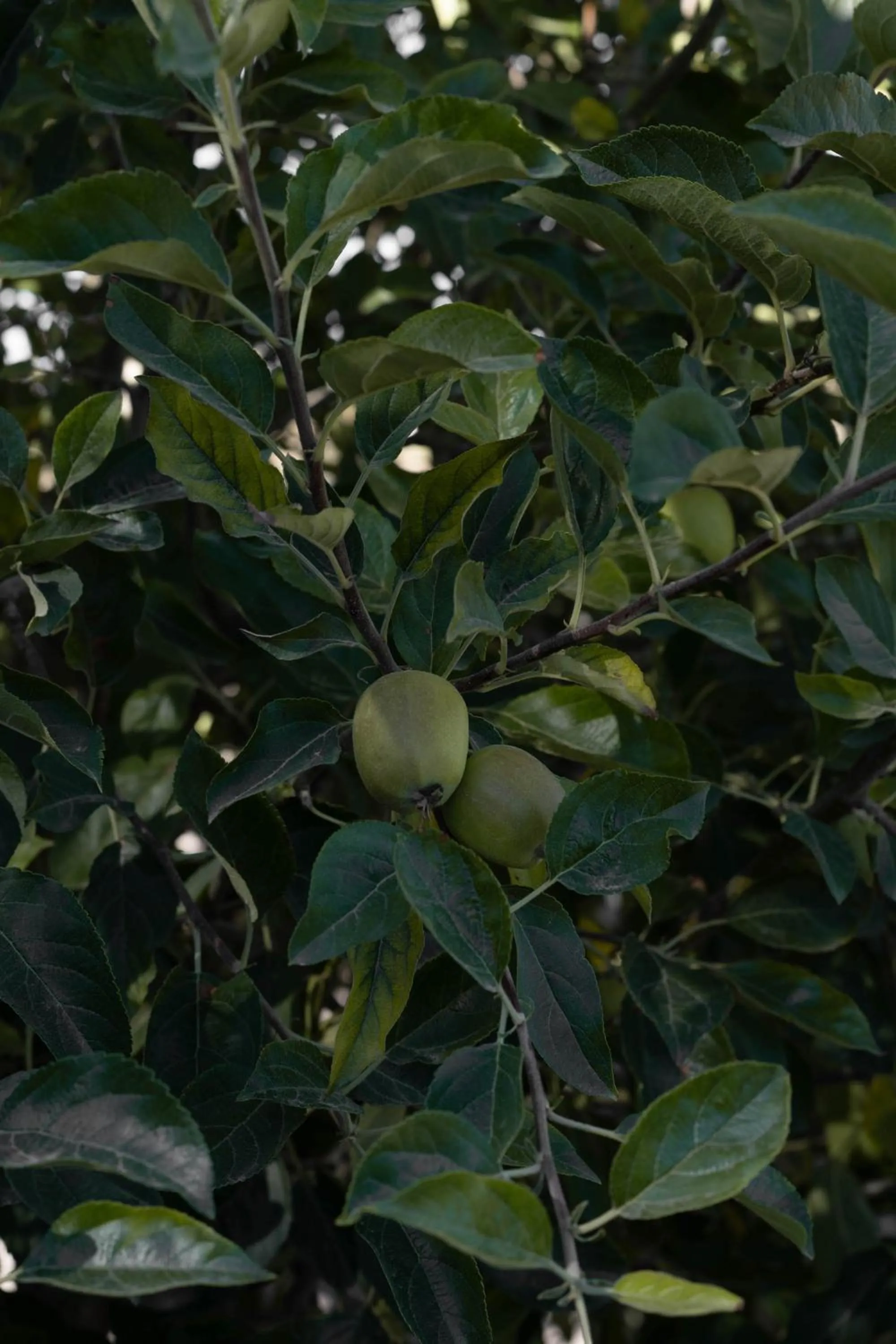 Decorative detail in Casa Michaus Valle de Guadalupe