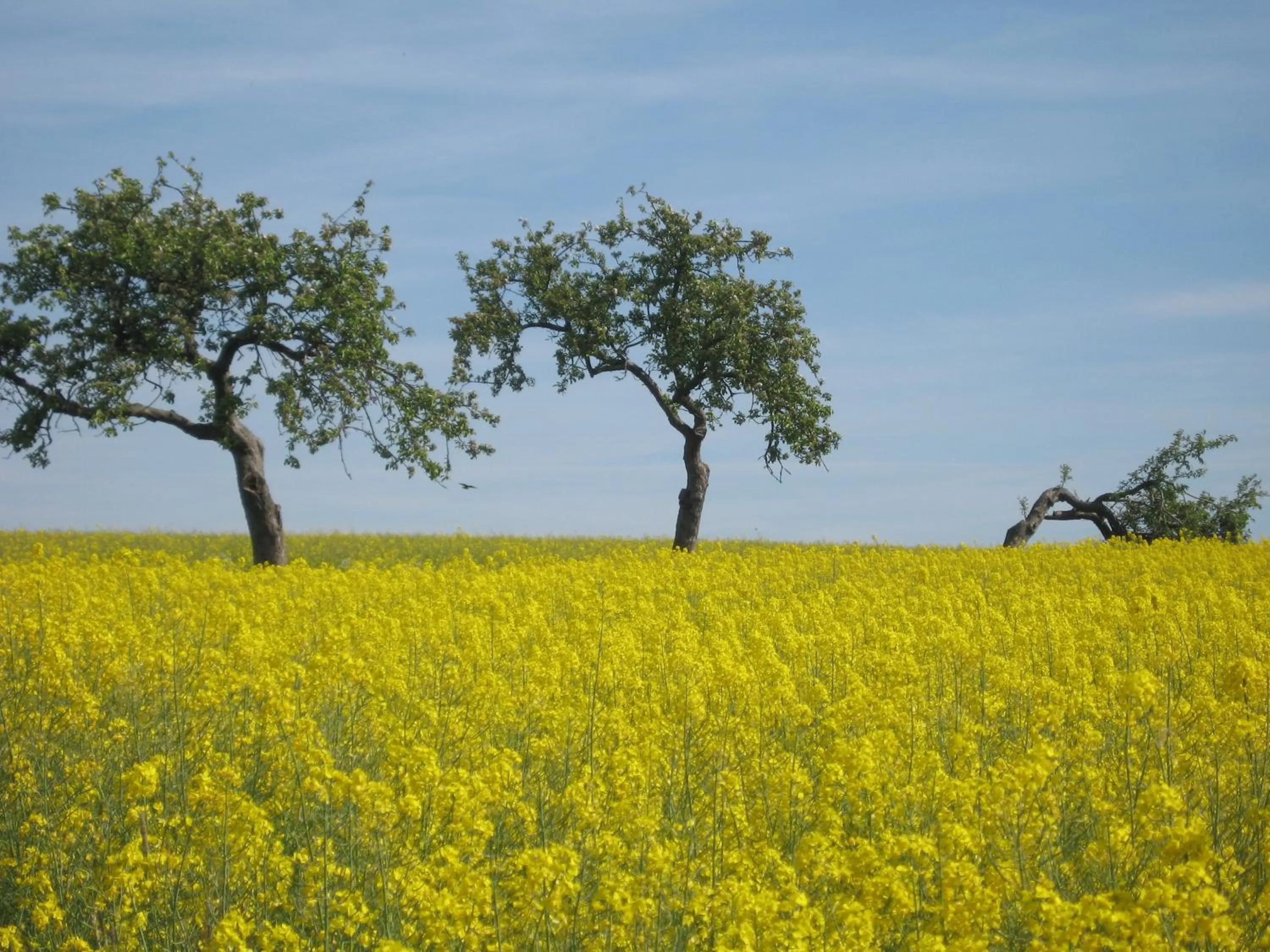 Day in Hotel Landgasthof Gemmer