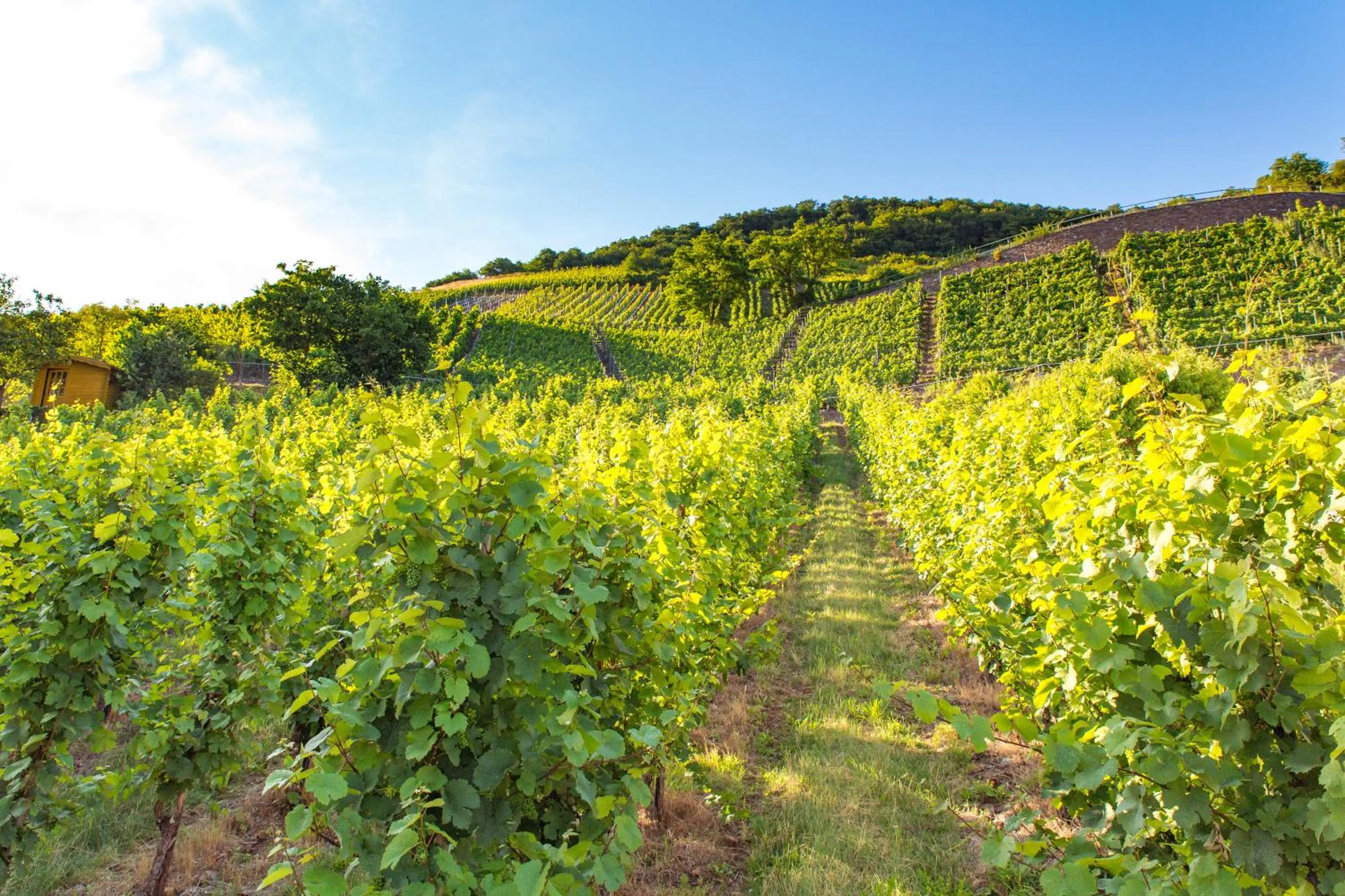 Natural landscape in Hotel Sewenig
