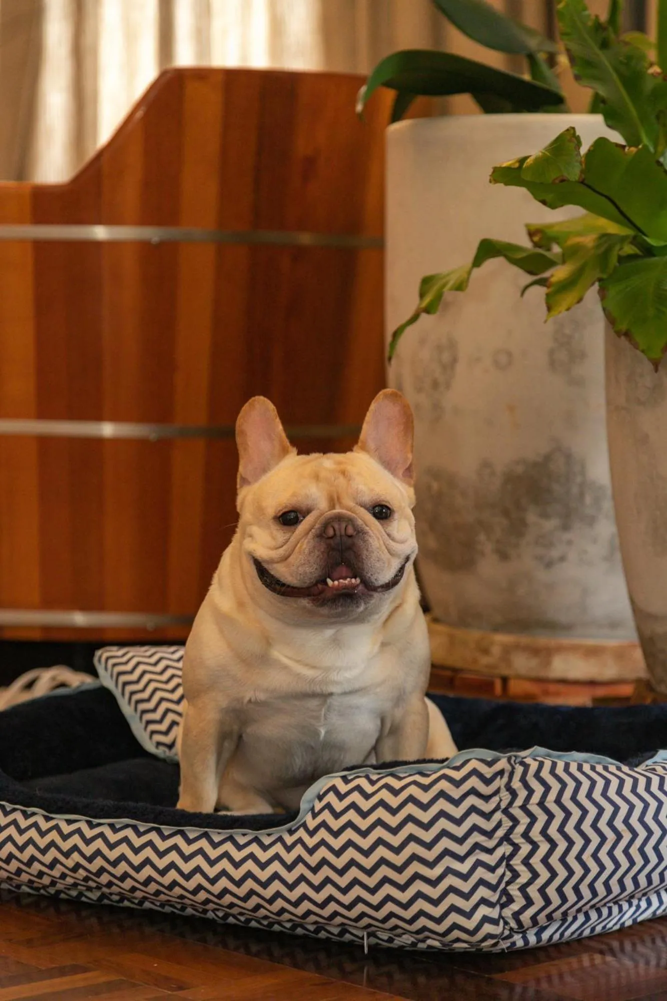 Pets in Secreto Boutique Hotel