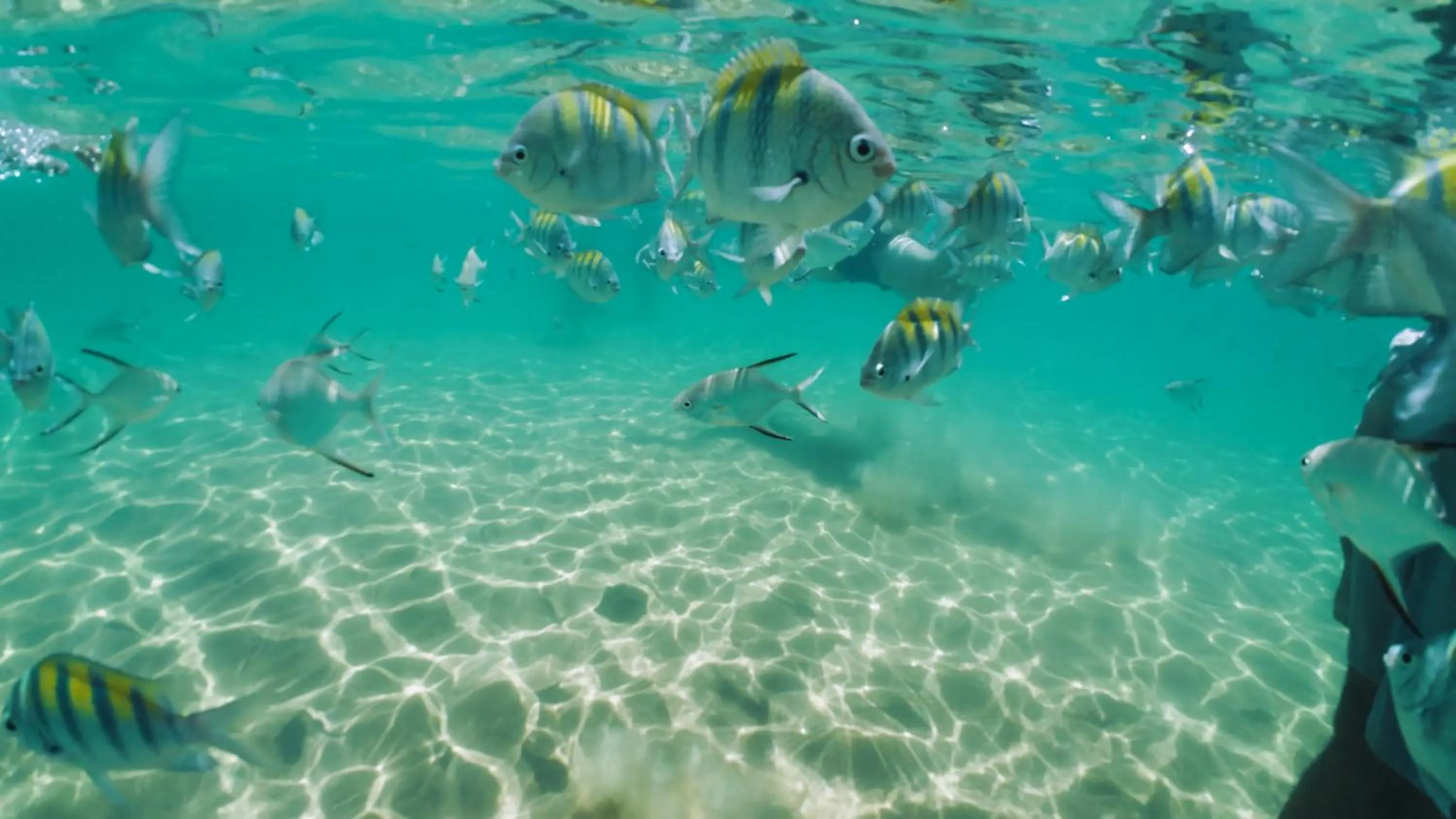 Animals in Pousada Ponta da Baleia