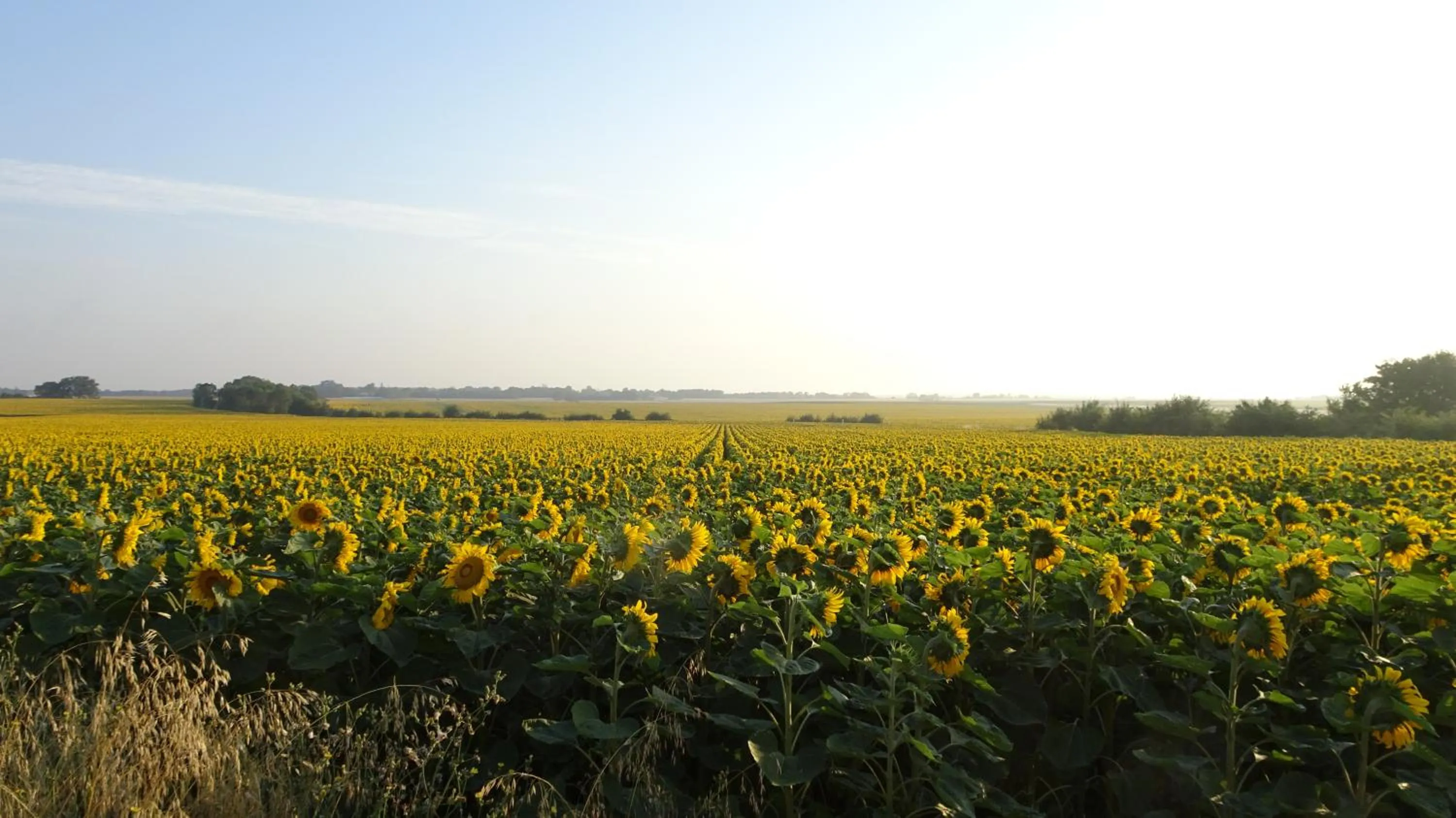 Natural landscape in Campagne Océan