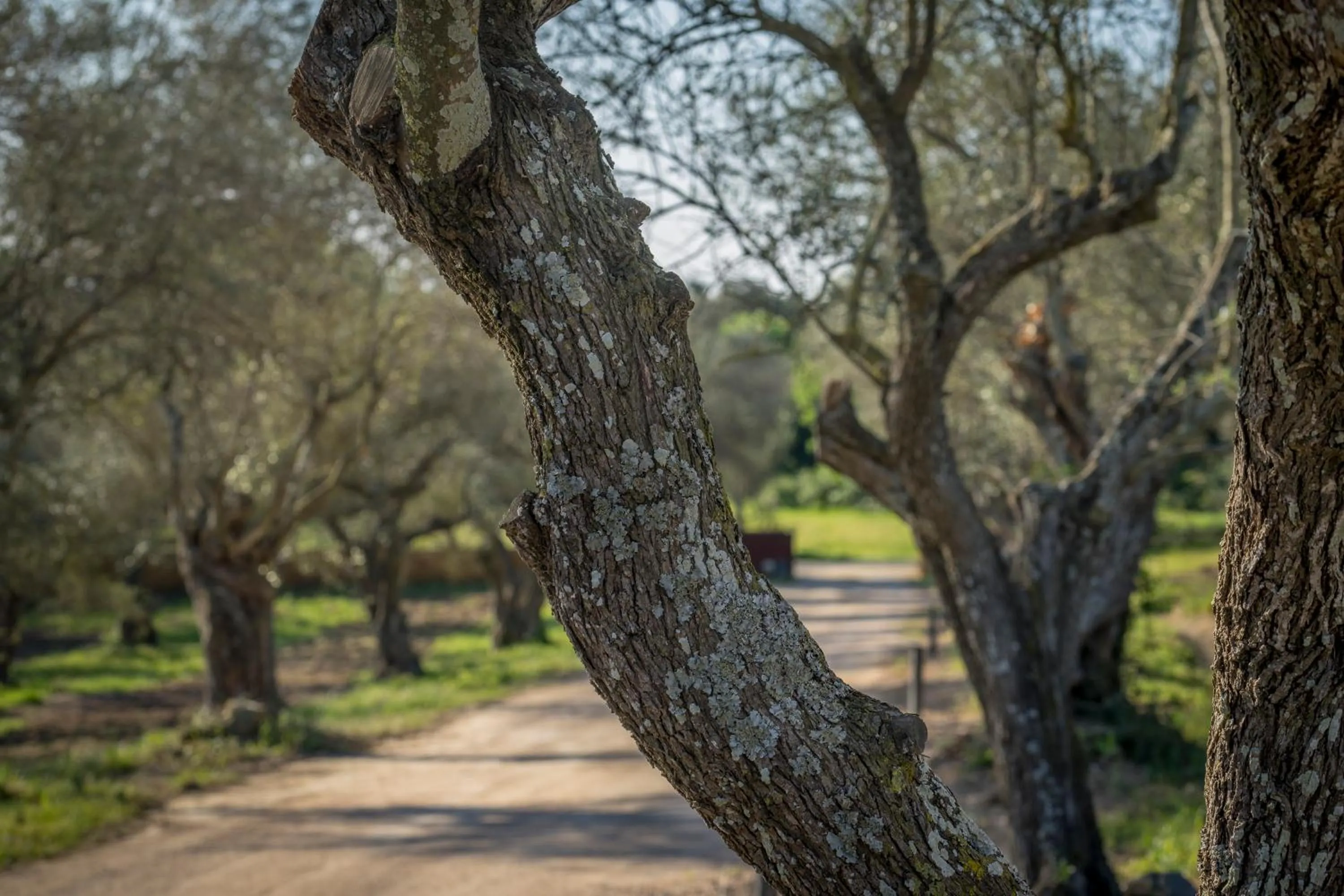 Natural landscape in Hotel Mas del Sol