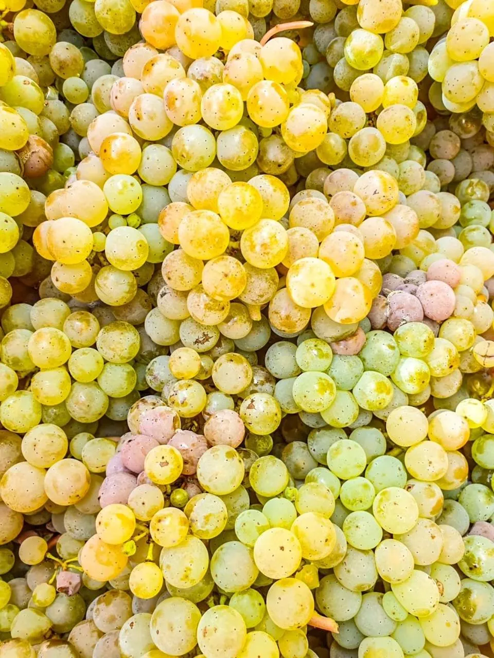 Other in Moselhotel Weinhaus Simon `Sauna`Restaurant`ELadesäule