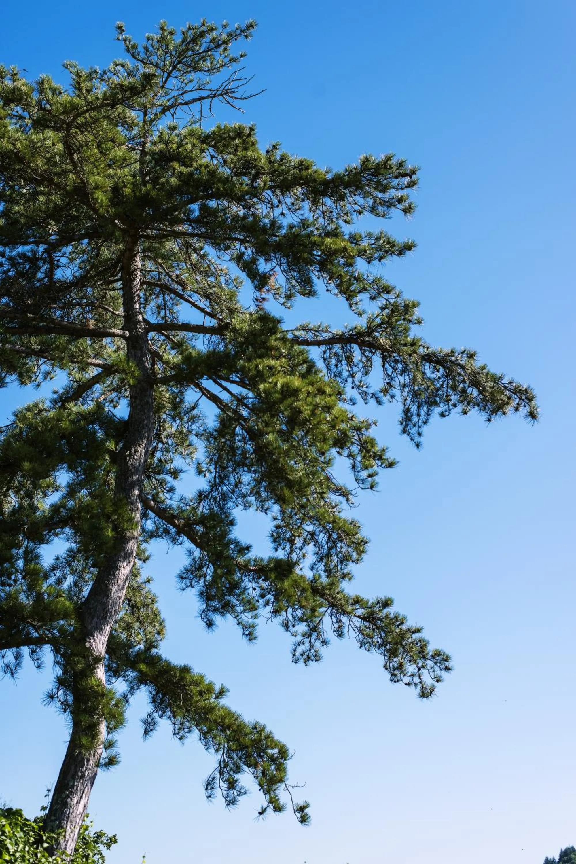 Garden in Le Domaine des Carriers - Gites