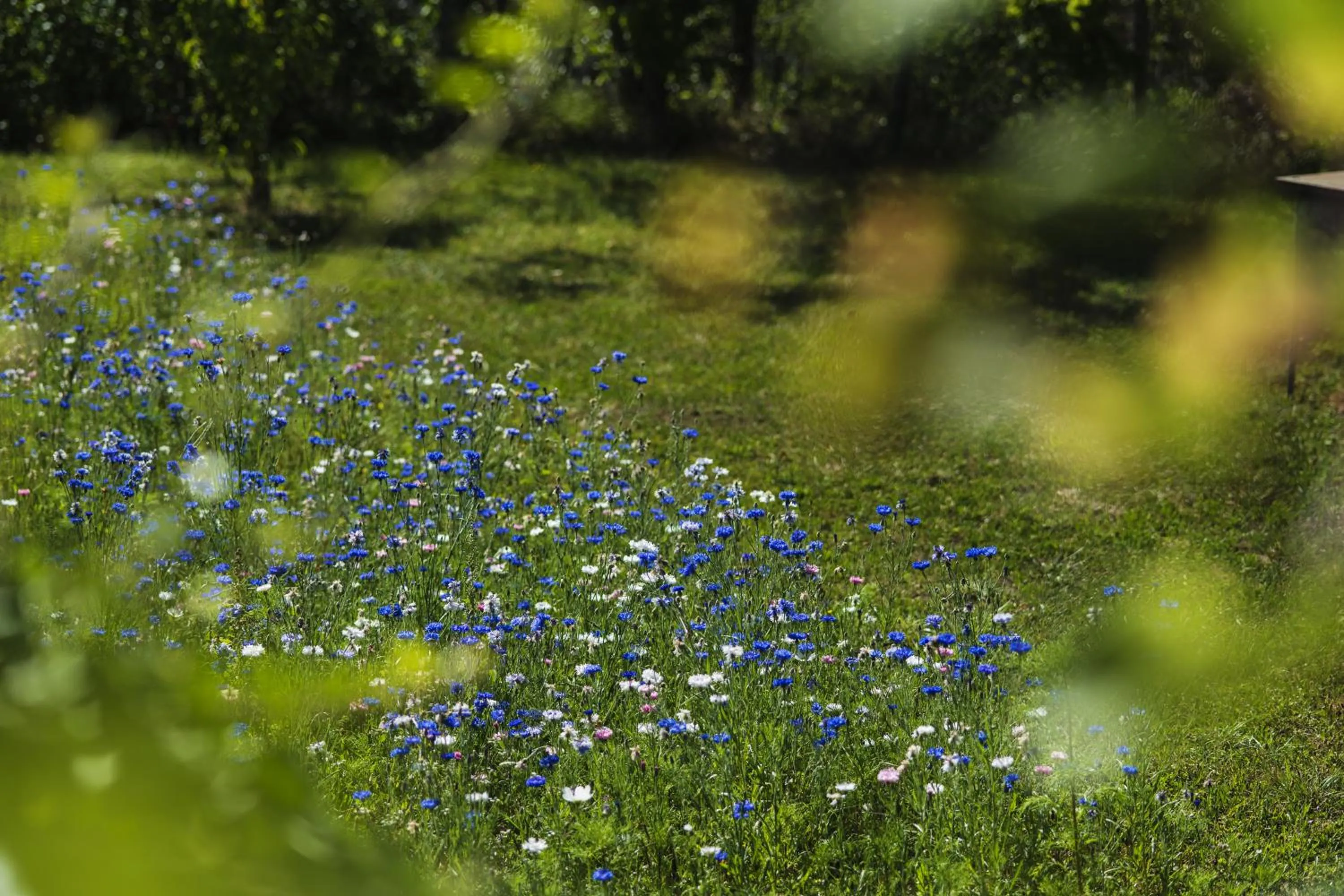 Garden in Le Domaine des Carriers - Gites