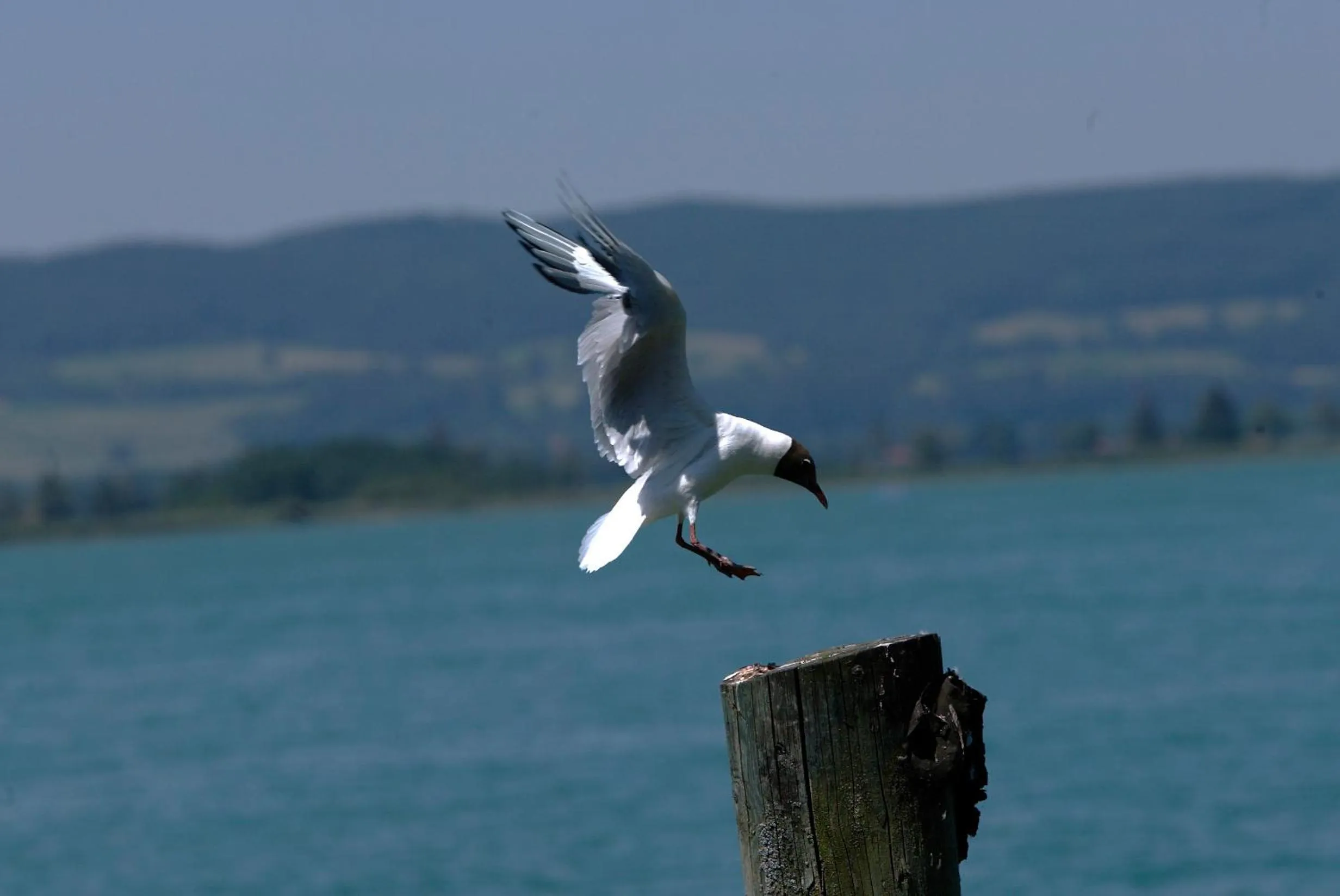 Area and facilities in Seehotel Grauer Bär