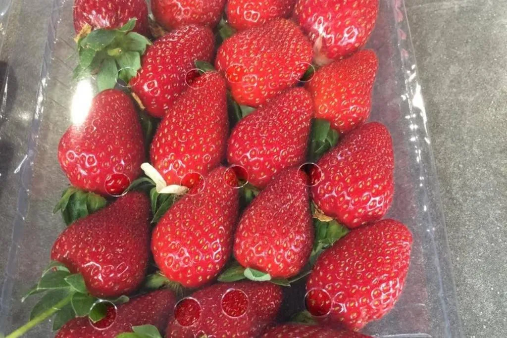 Lily Homestay Barrington Square Cameron Highlands.