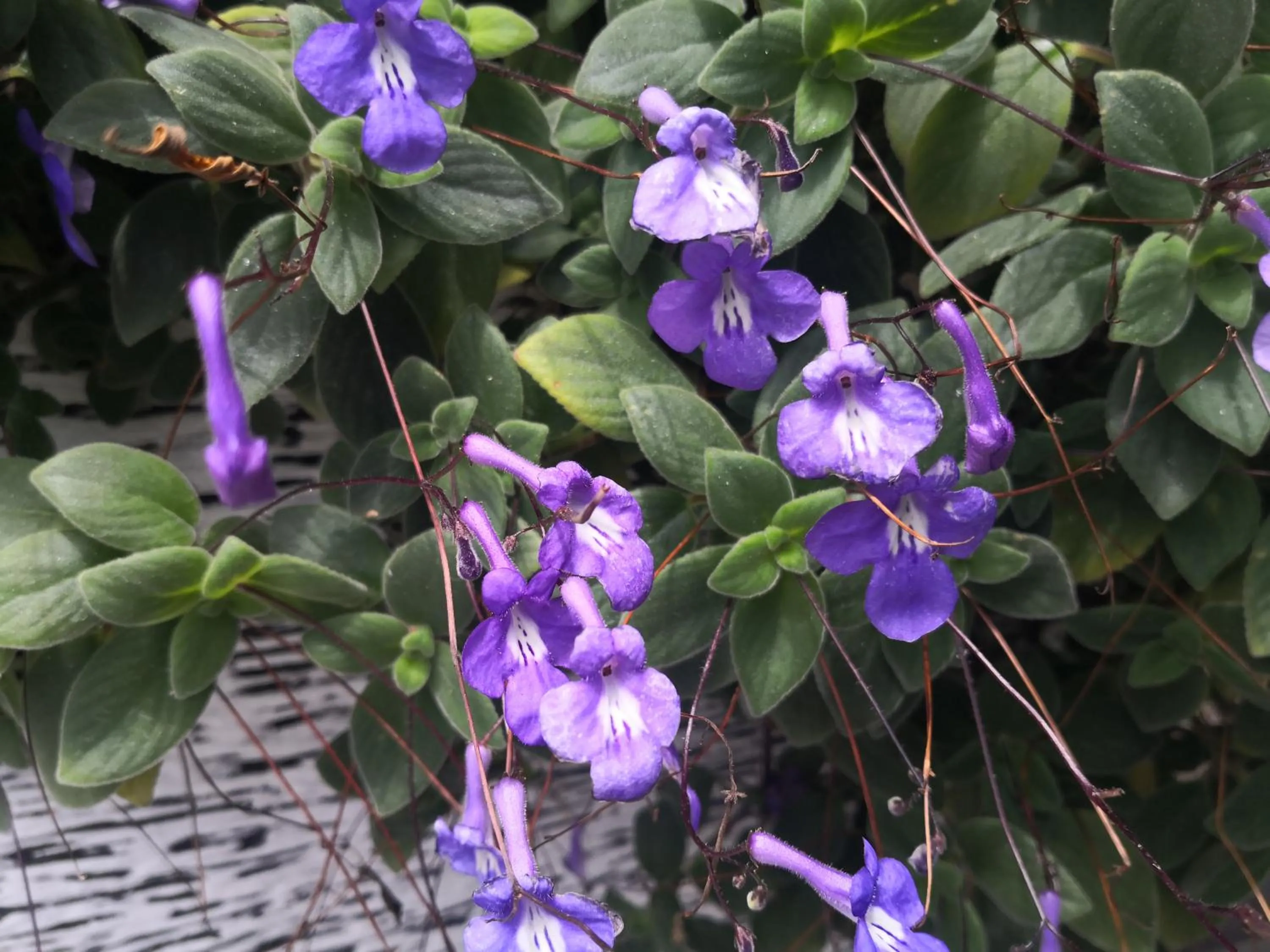 Lily Homestay Barrington Square Cameron Highlands.