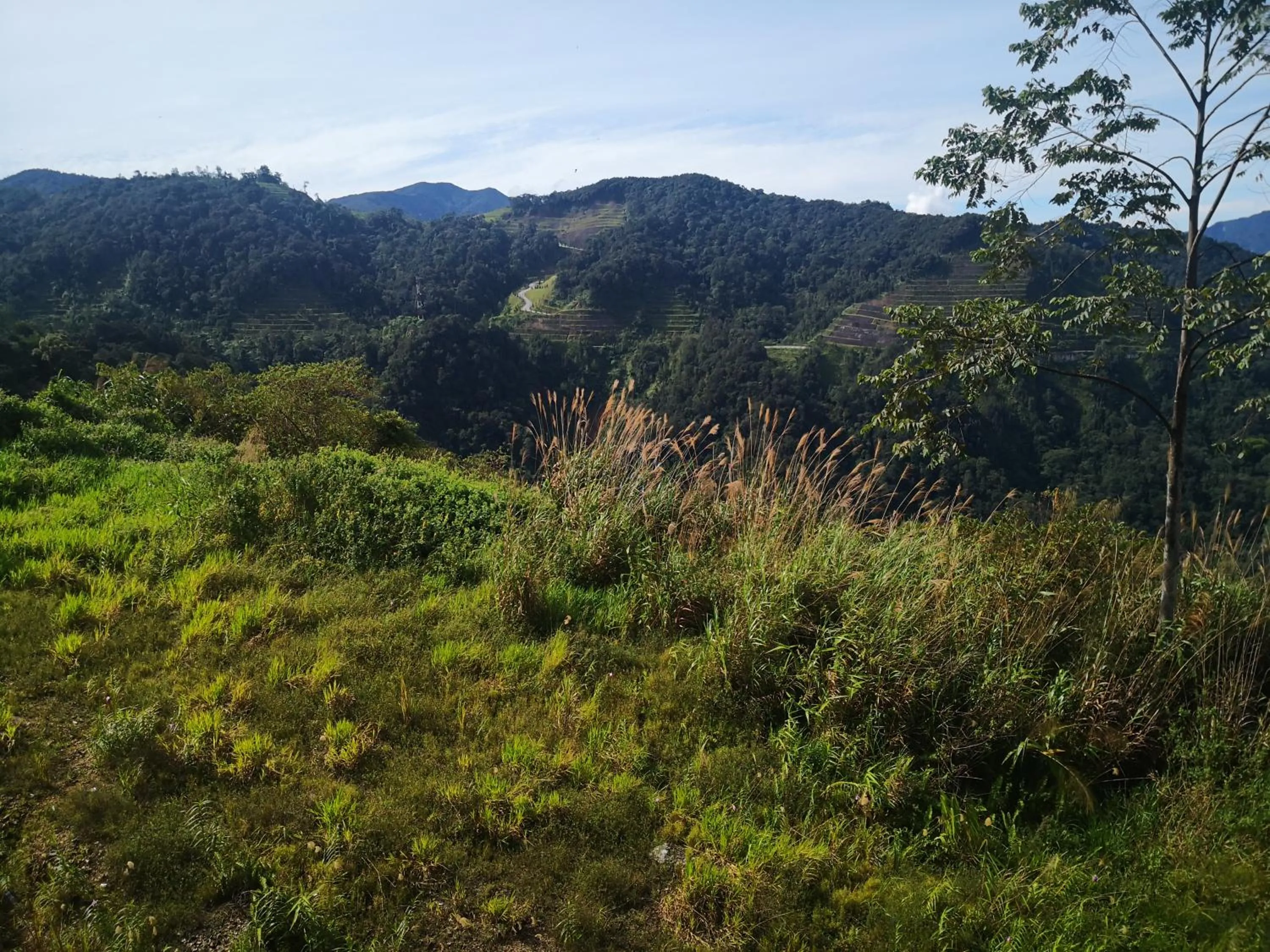 Lily Homestay Barrington Square Cameron Highlands.