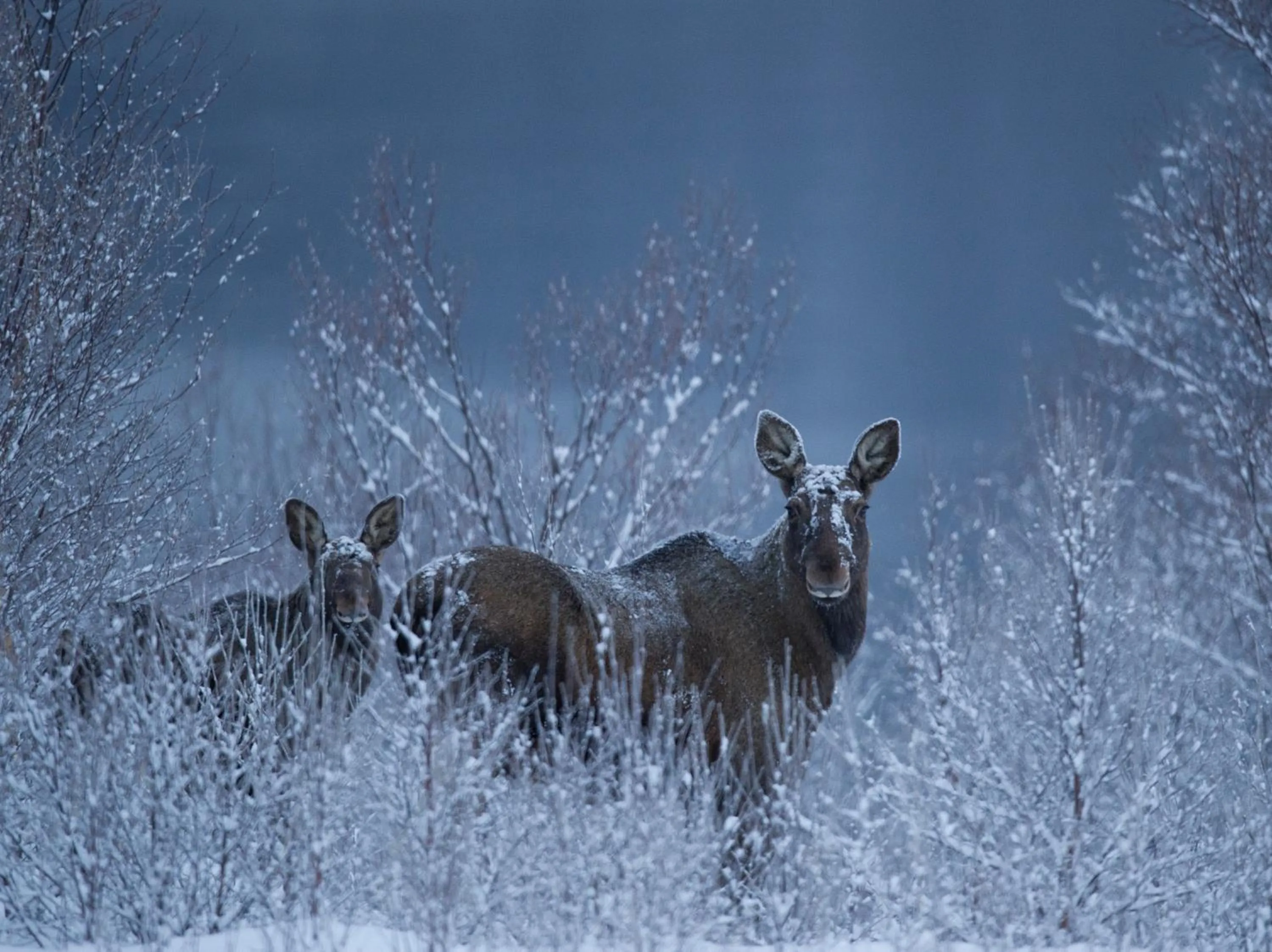 Natural landscape in Sorrisniva Arctic Wilderness Lodge