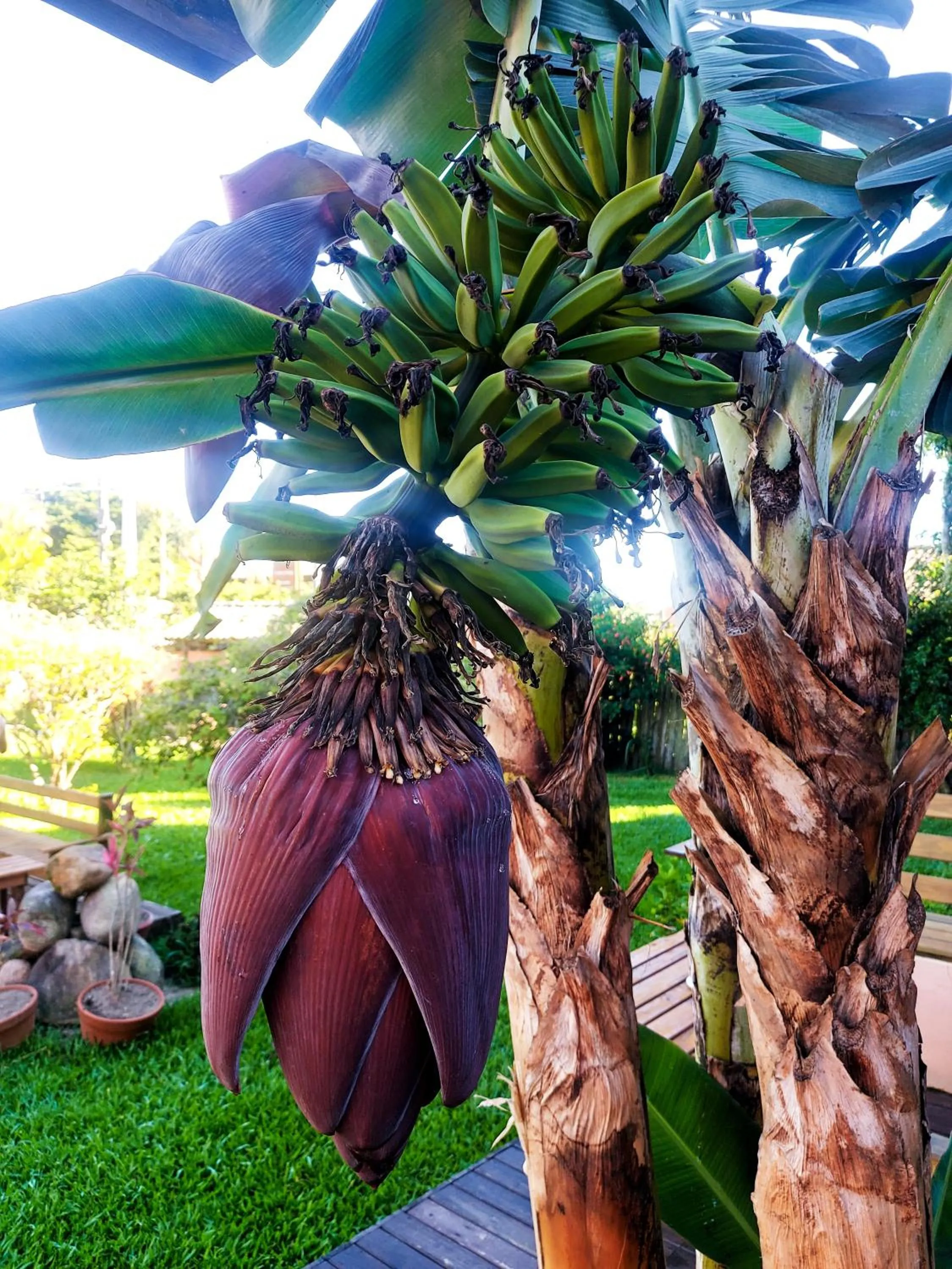 Garden in Pousada Kauai