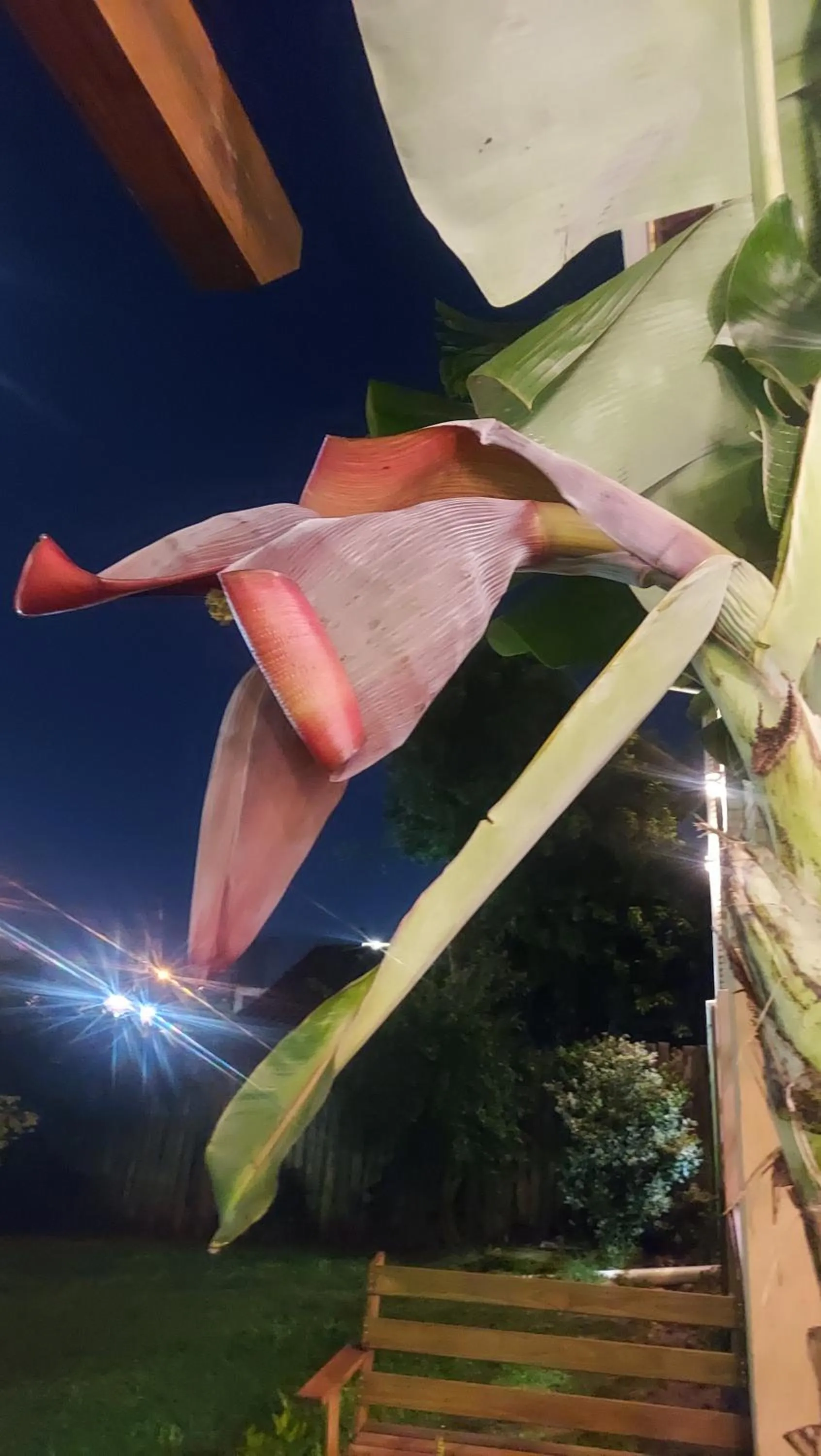 Garden in Pousada Kauai