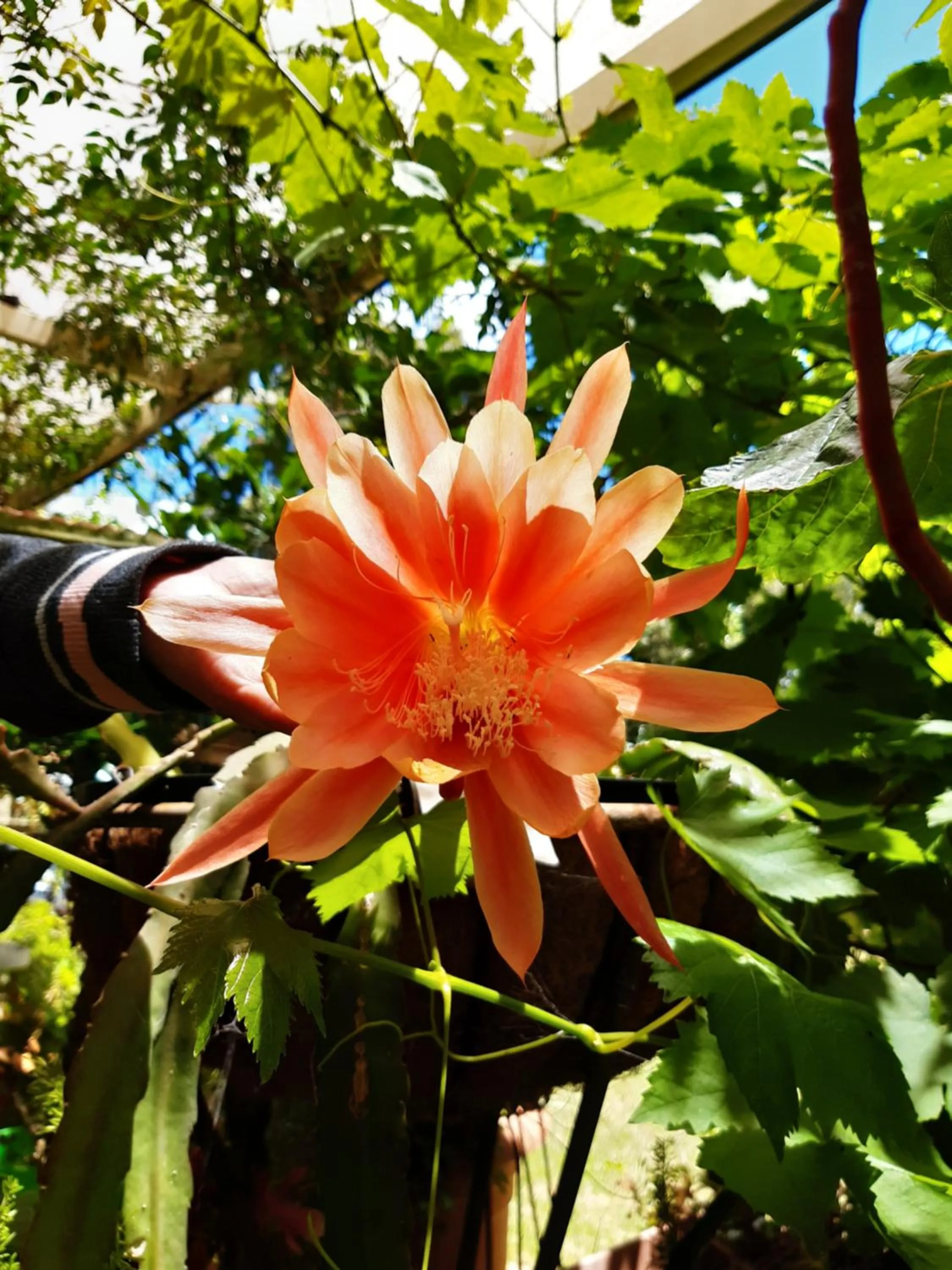 Garden in Mundaring Bed and Breakfast