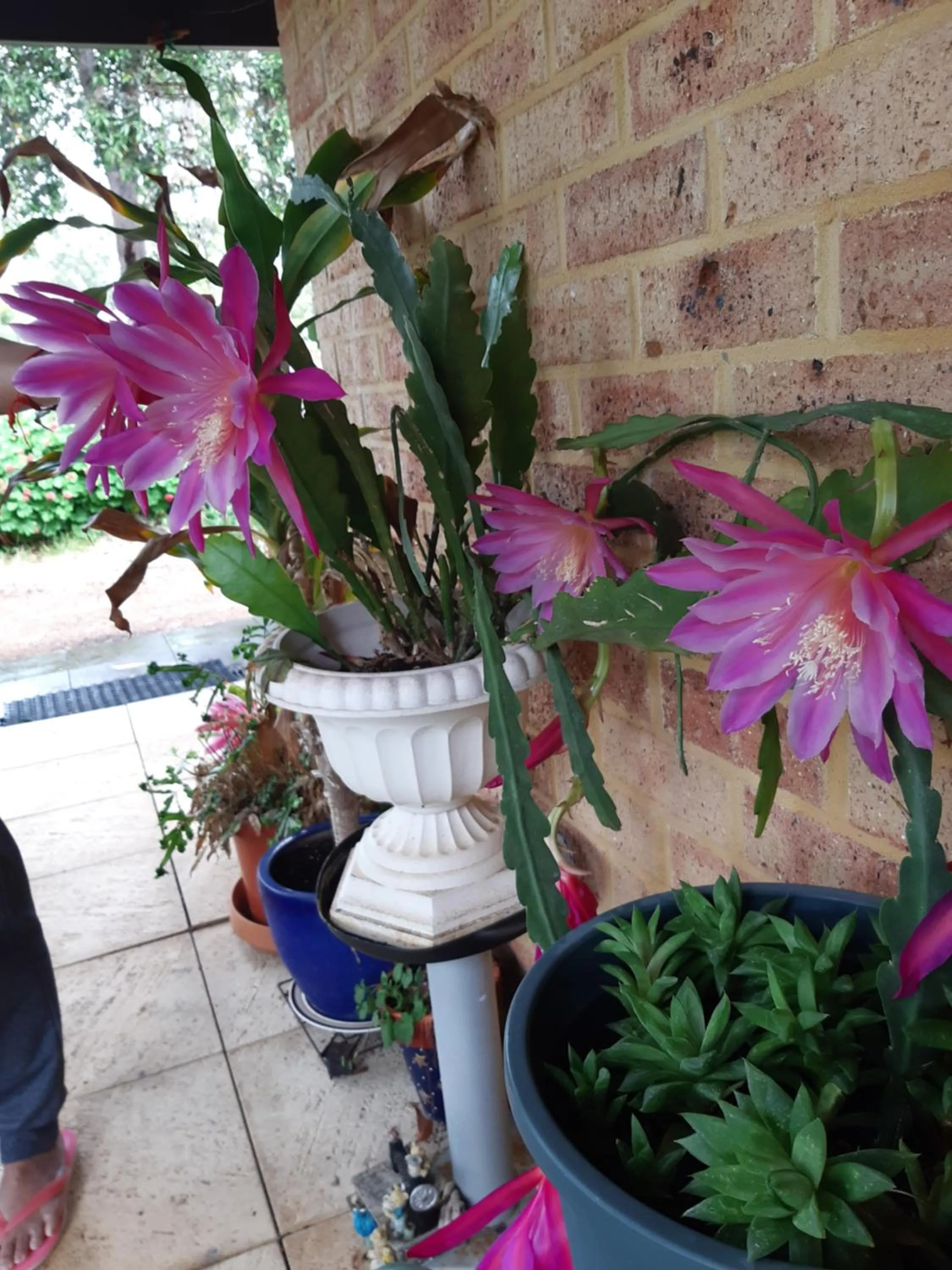 Garden in Mundaring Bed and Breakfast