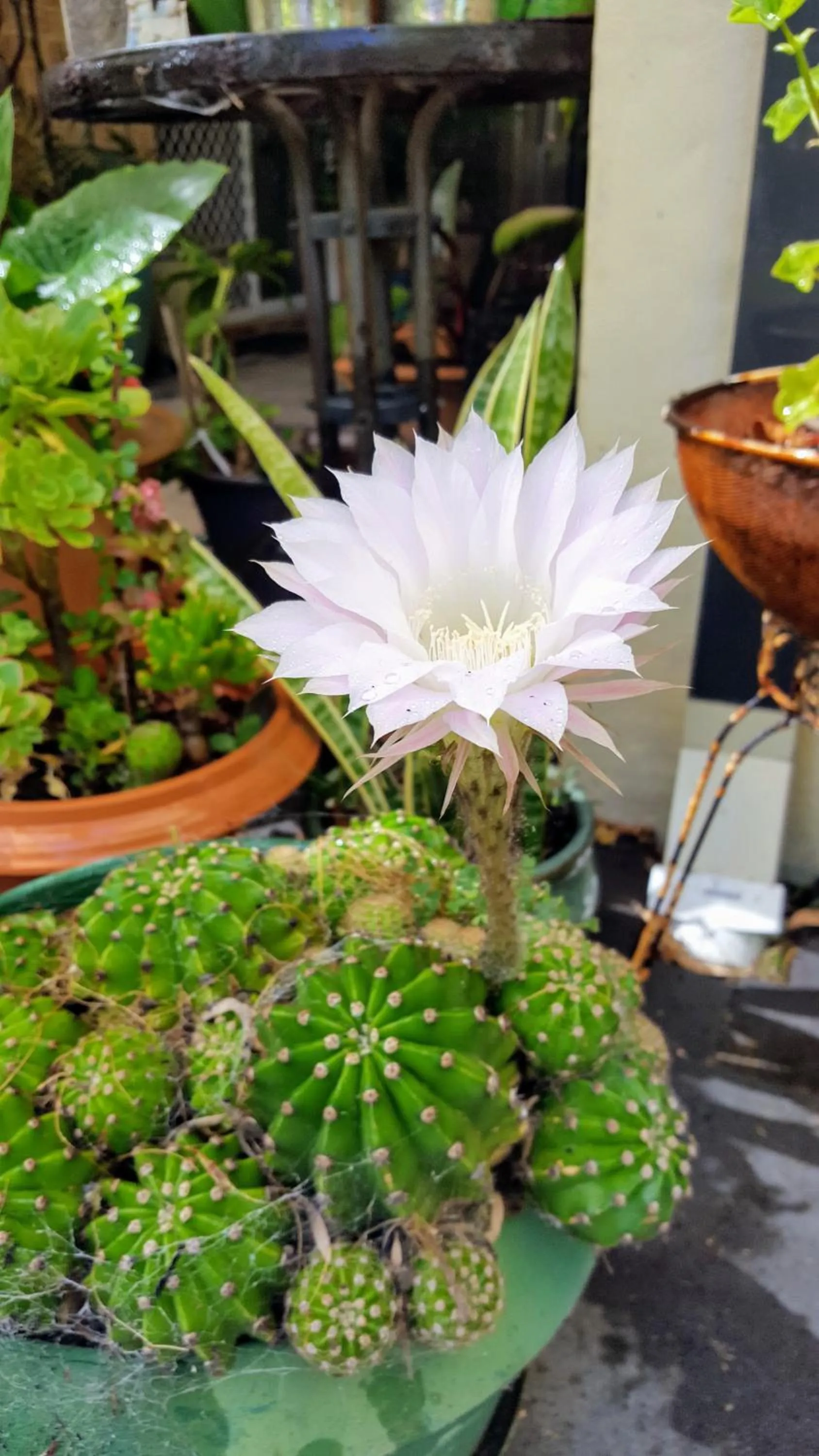 Garden in Mundaring Bed and Breakfast