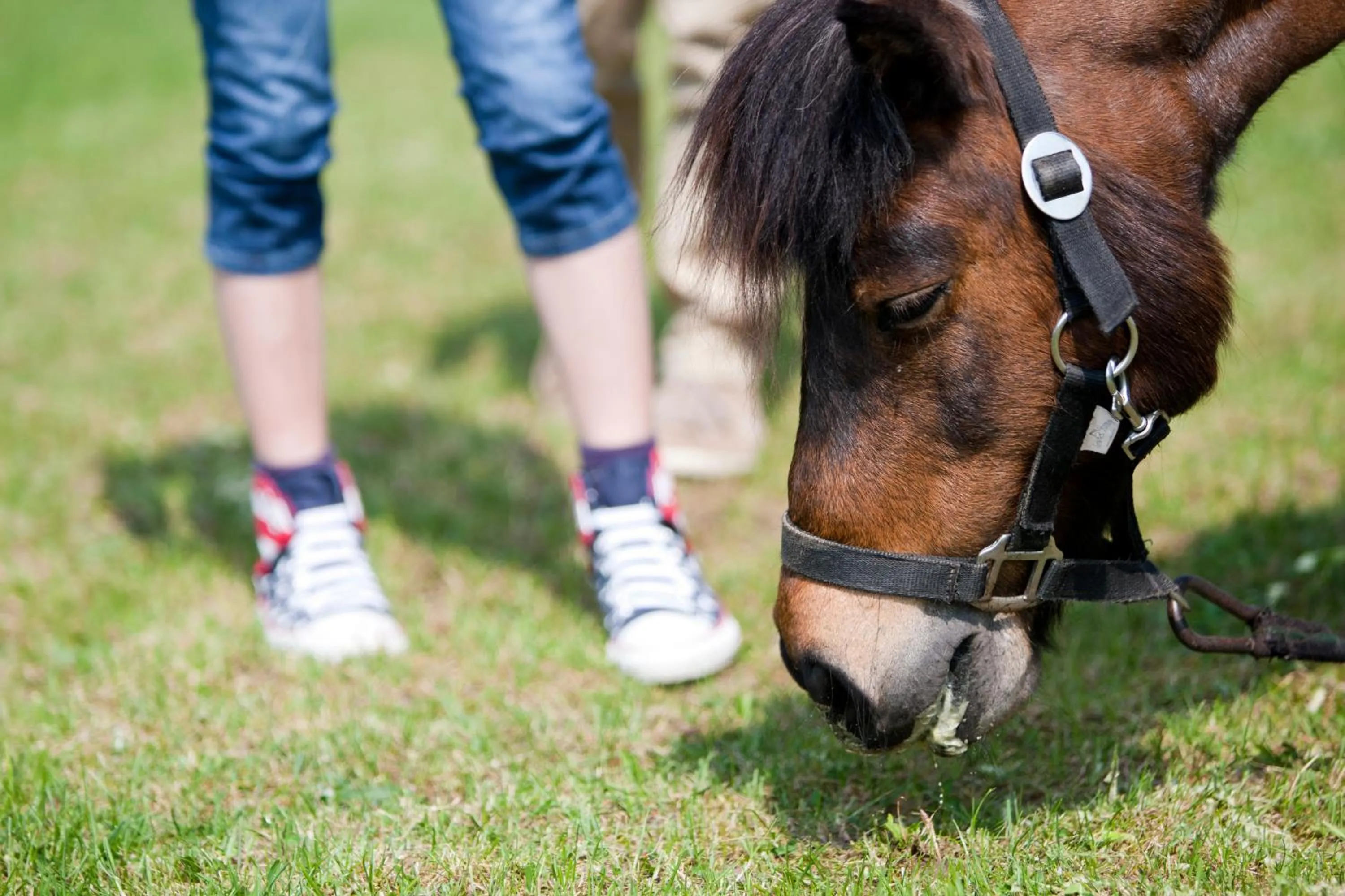 Horse-riding in BEECH Resort Fleesensee