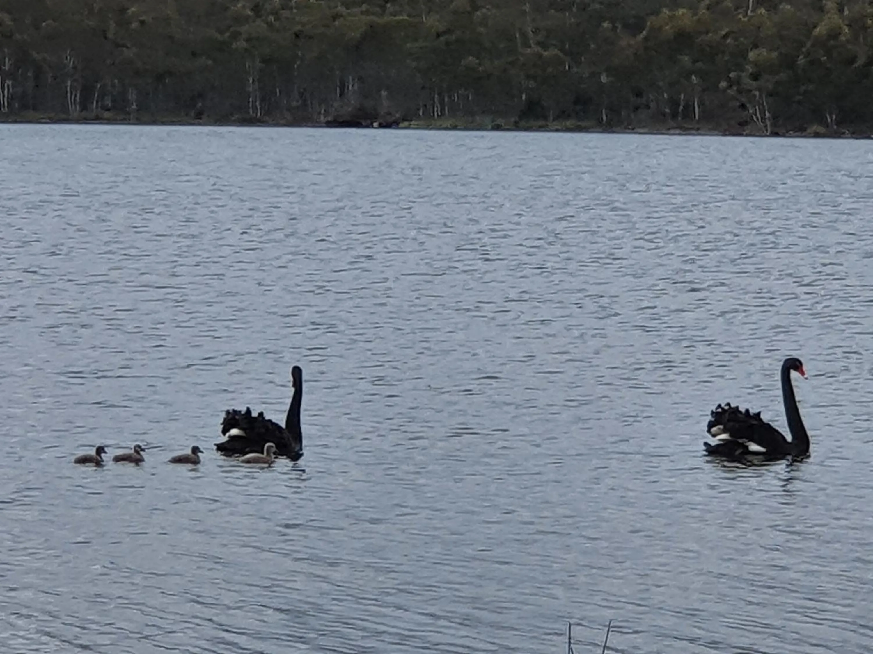 Natural landscape in Lake Yalleena Nature Retreat