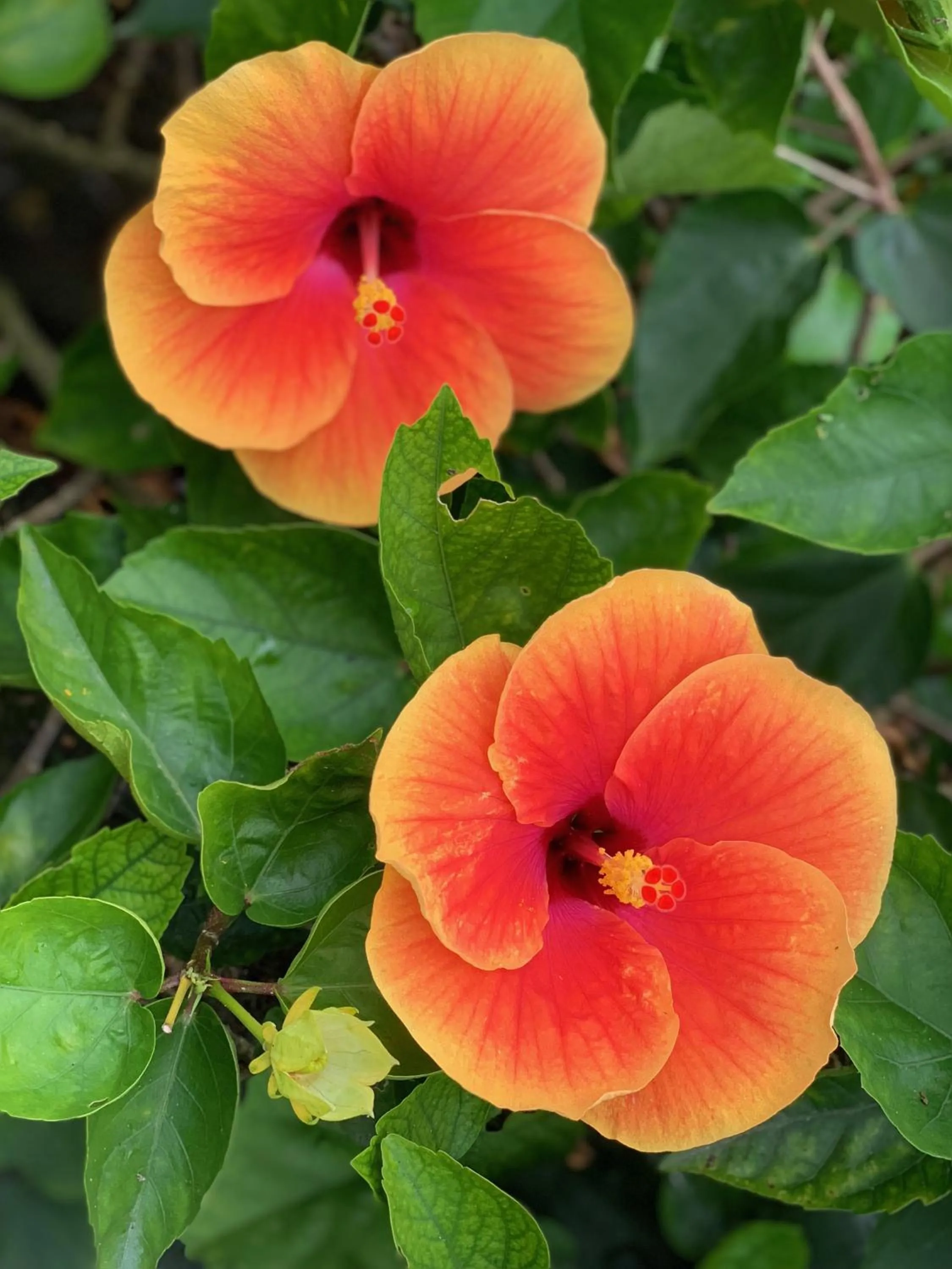 Natural landscape in HOTEL Fit in Miyakojima