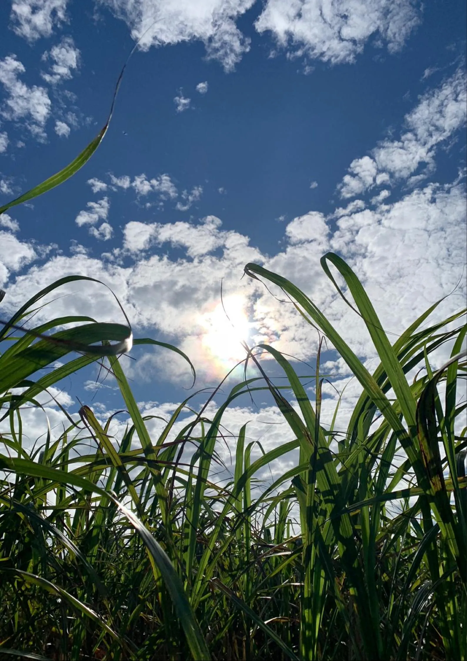 Natural landscape in HOTEL Fit in Miyakojima