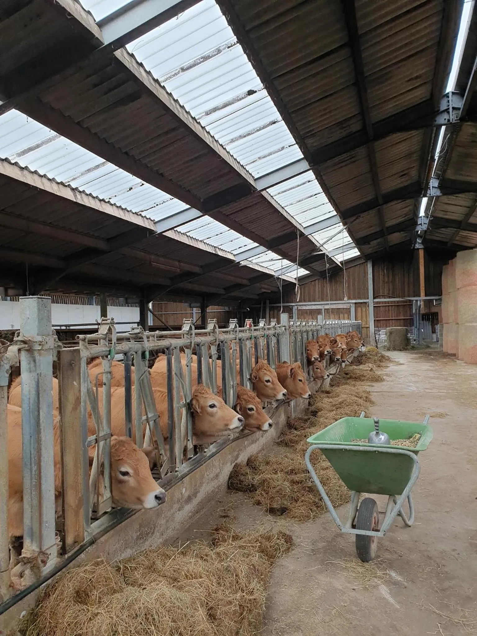 Animals in B&B La ferme du Château de Broich