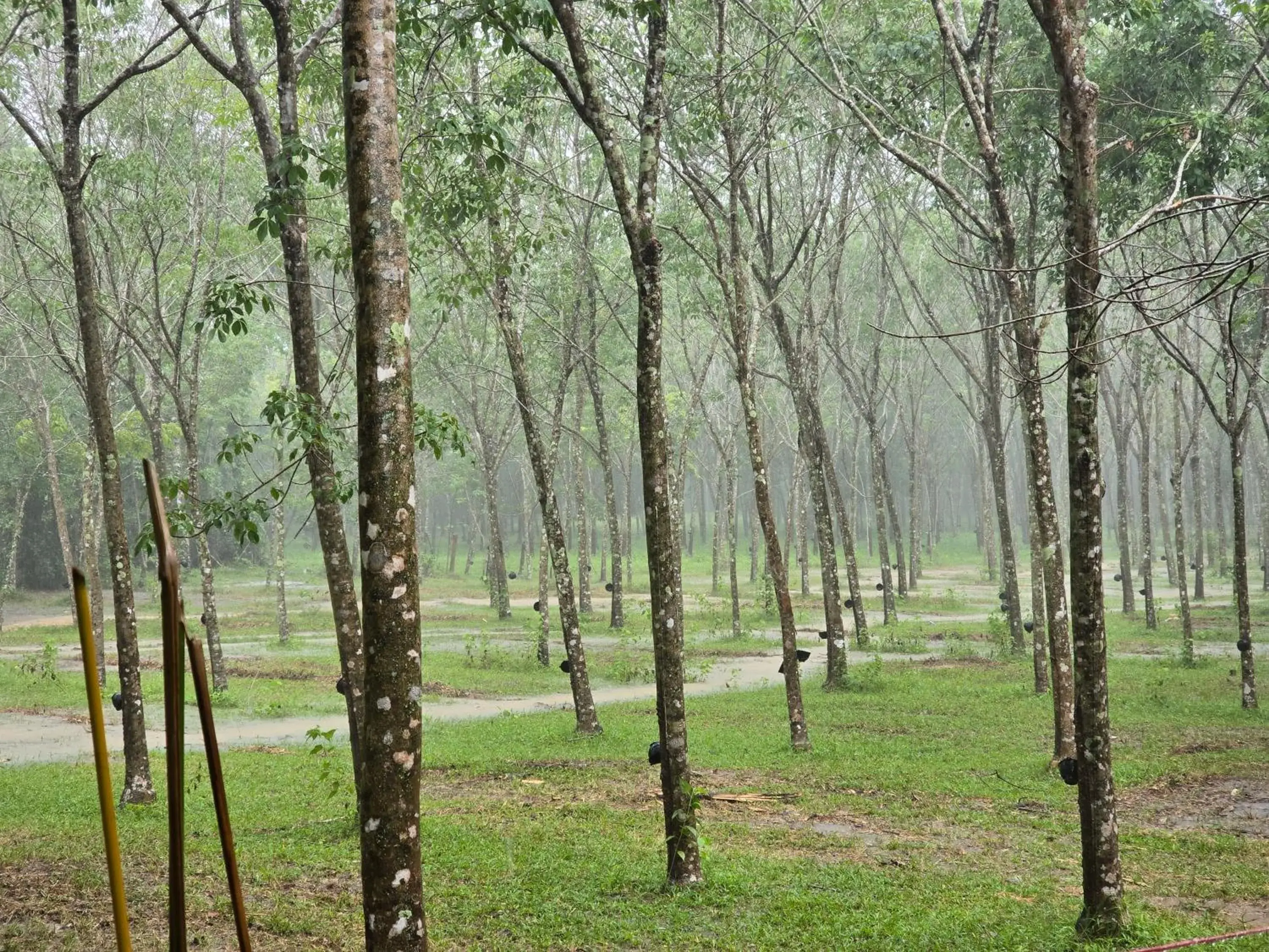 Tent in OASIS Phuket Airport Tent in OASIS Phuket Airport