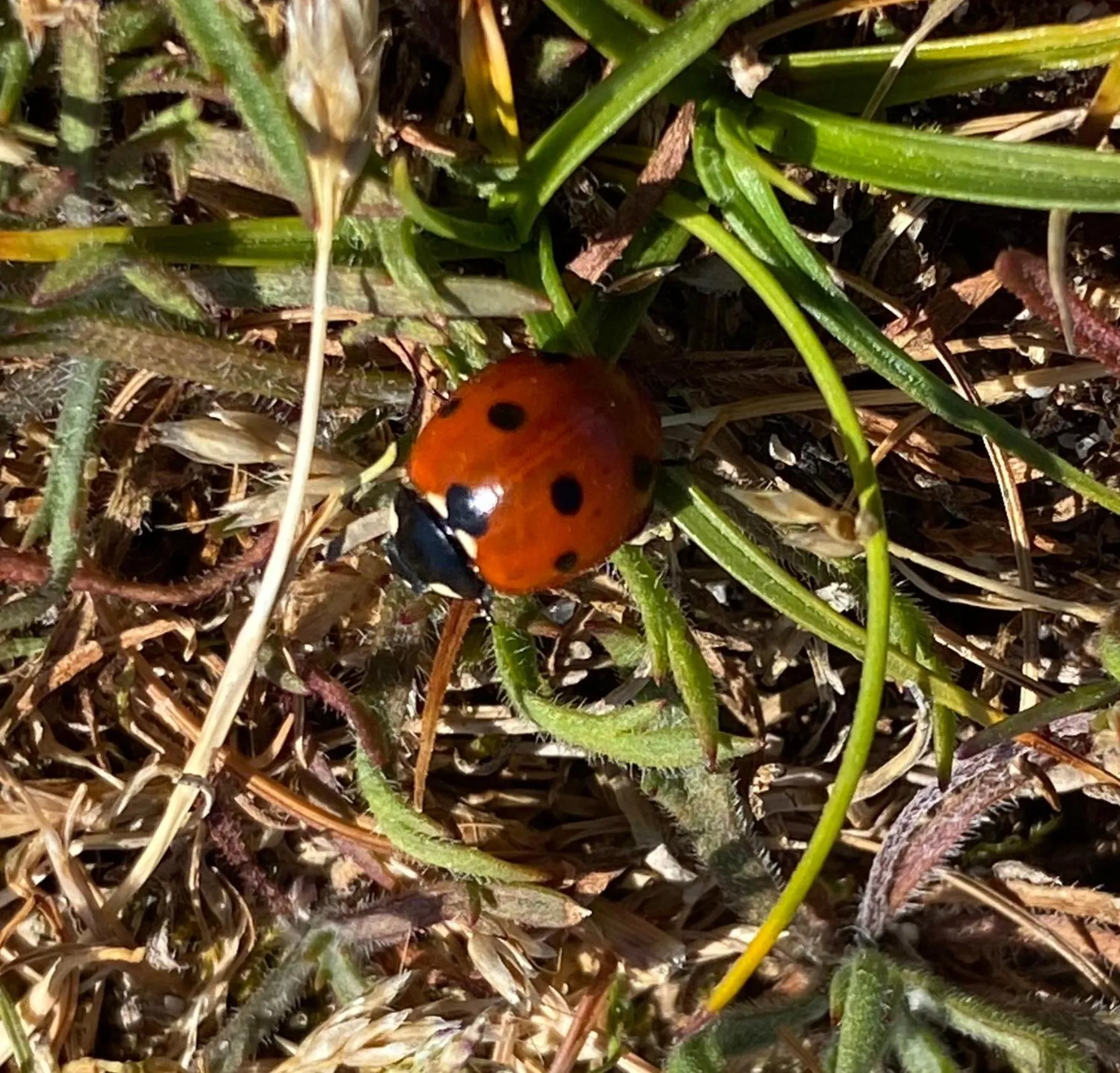 Natural landscape in Appletree