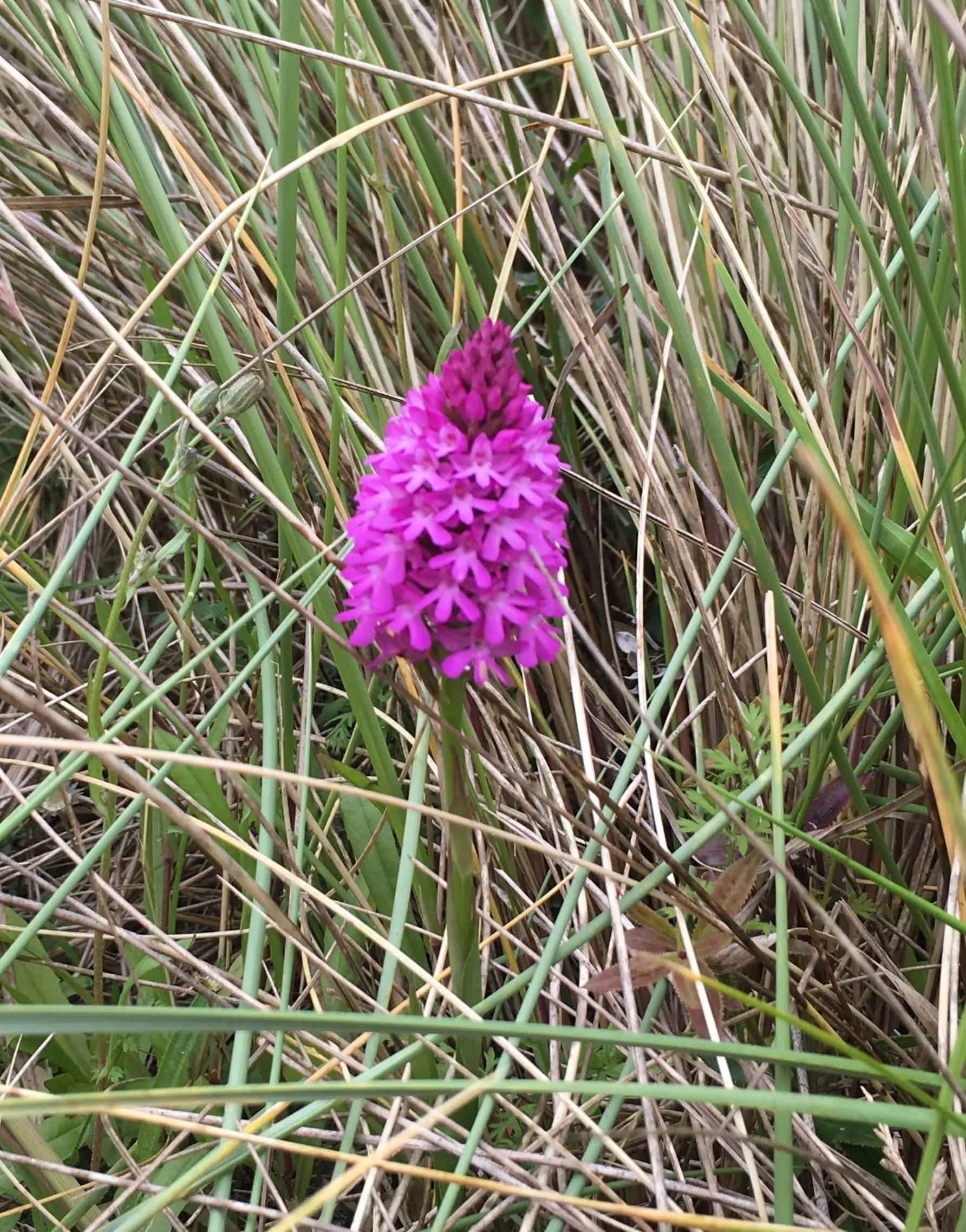 Natural landscape in Appletree