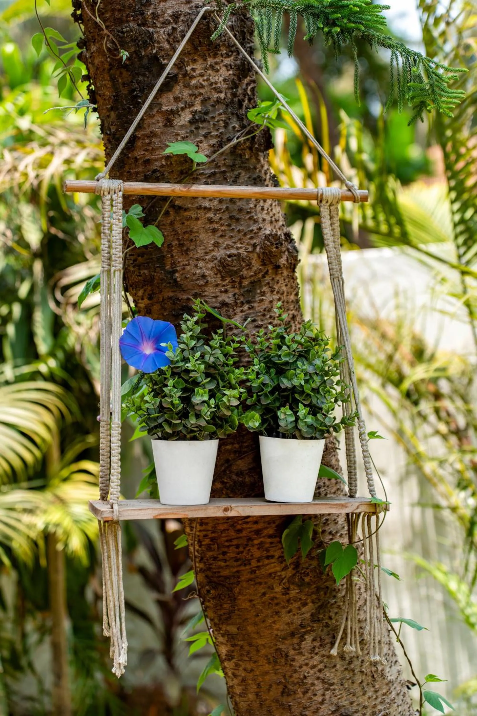 Garden in Villa Barbosa, 2 BHK Villa & Luxury Rooms near Colva, Sernabatim, Benaulim Beach