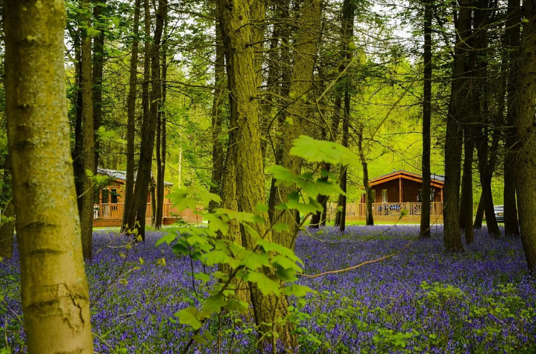Property building in Hollicarrs - Stag Lodge
