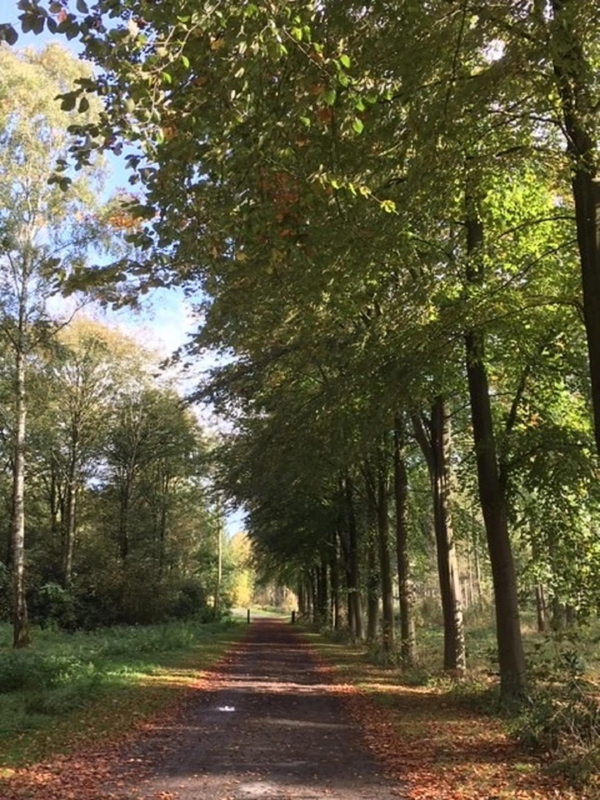 Property building in Hollicarrs - Stag Lodge