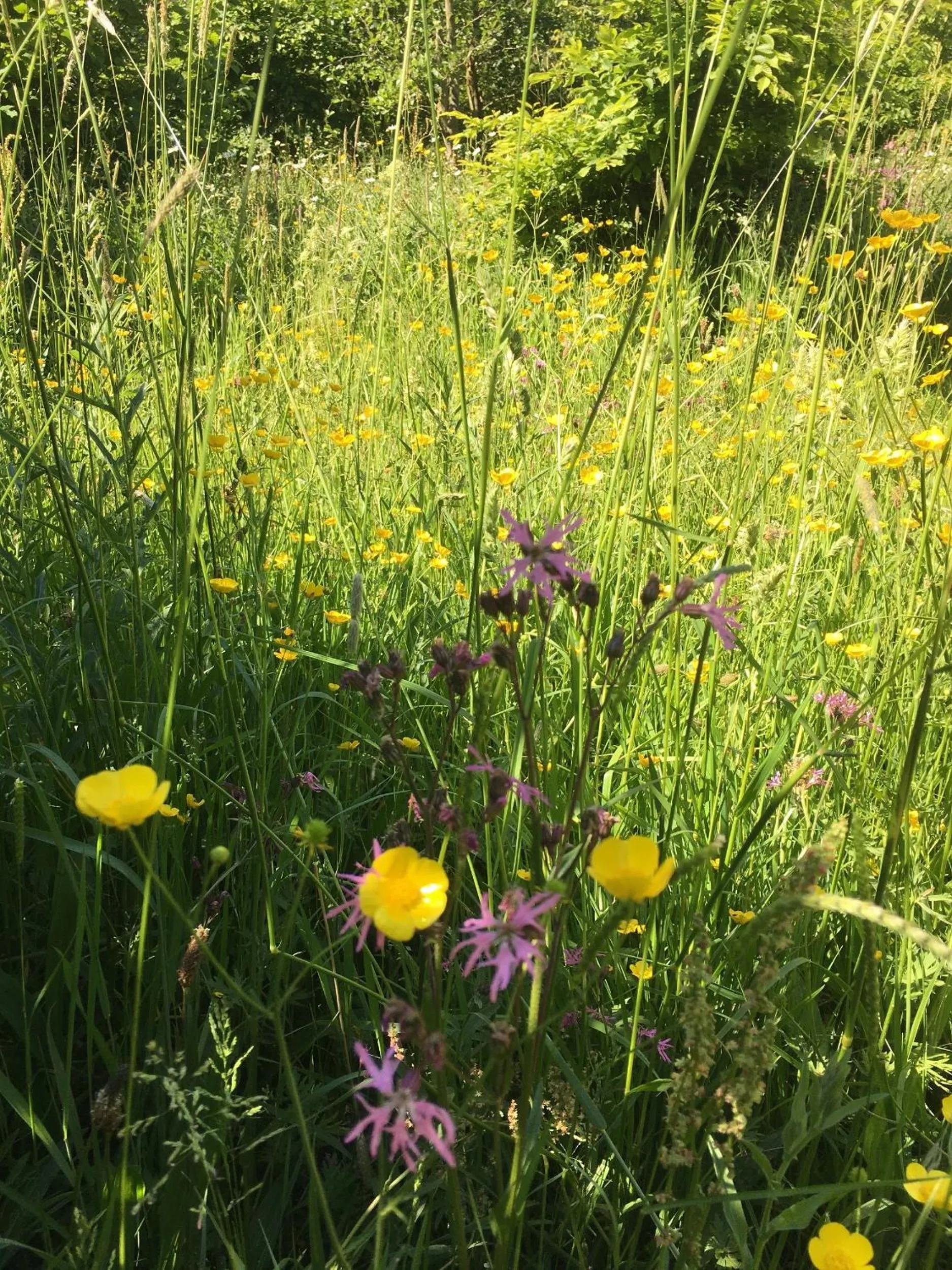Natural landscape in Hollicarrs - Stag Lodge