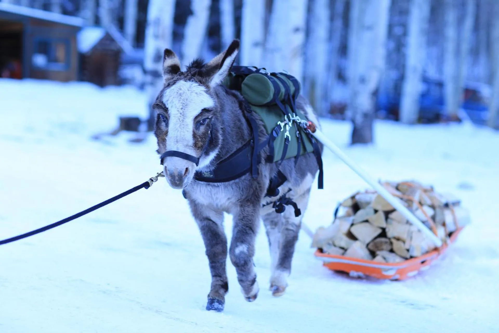 Animals in Beyul Retreat