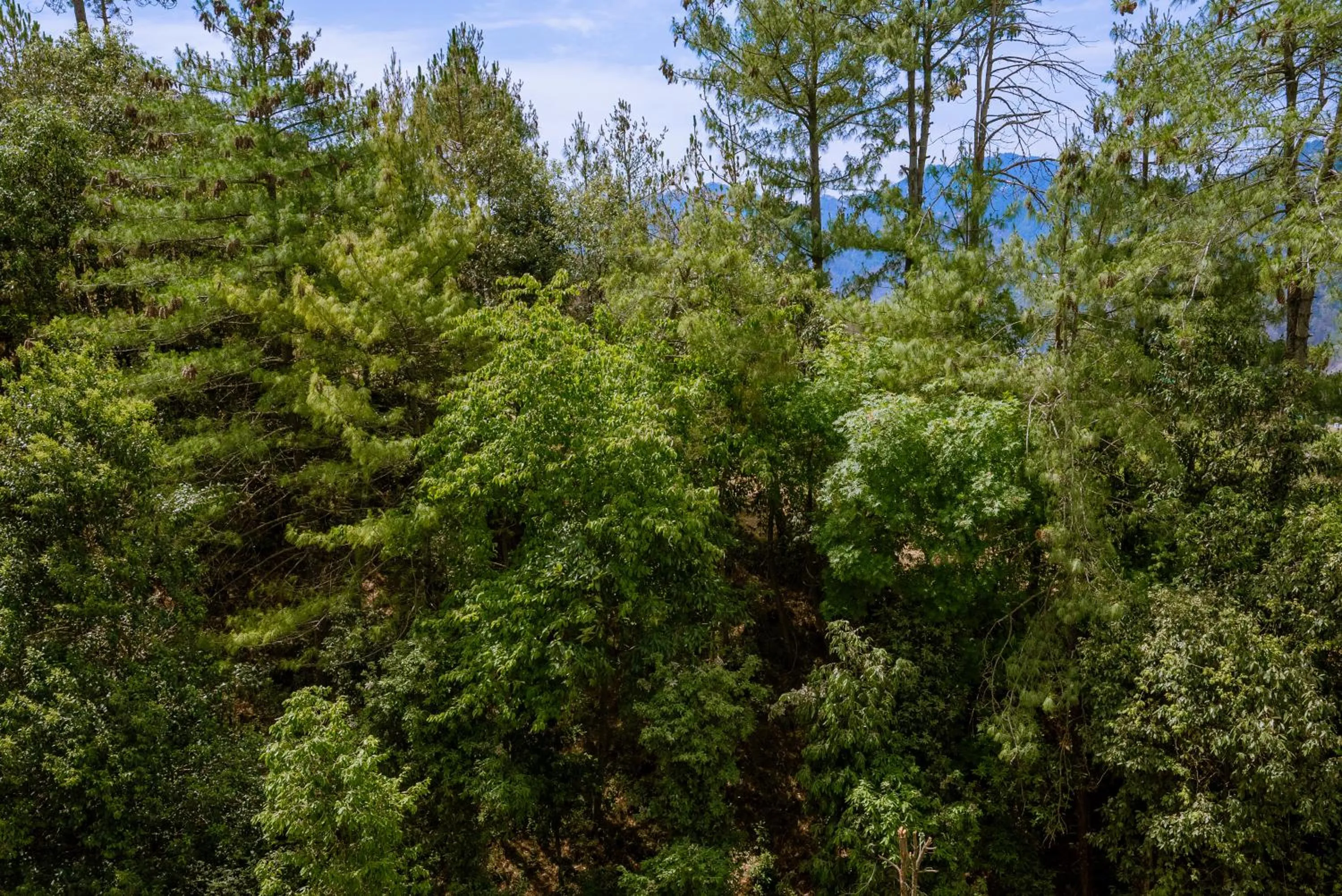 Natural landscape in The Manor Luxury Apartments, Shimla