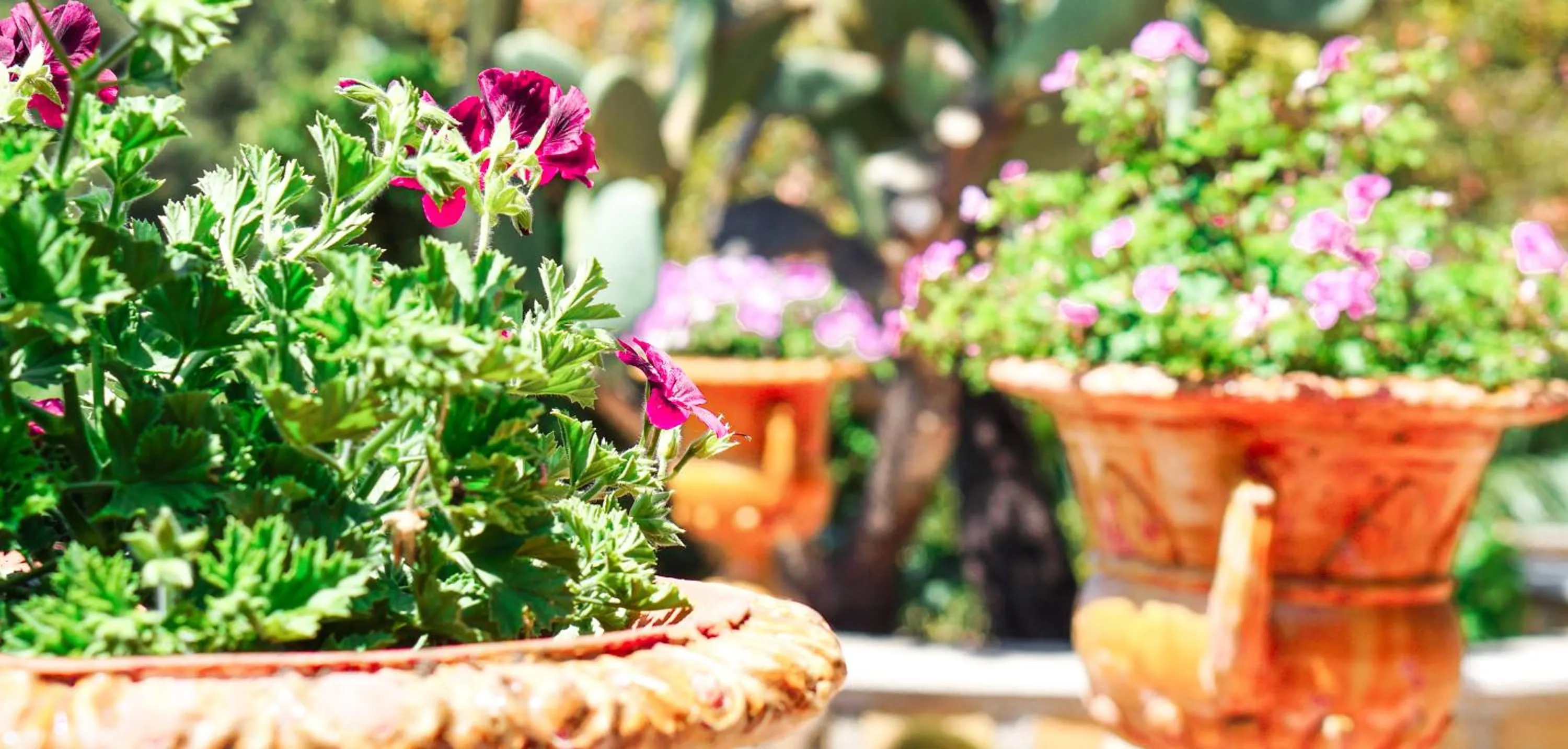 Garden in Villa Caterina - Solemar Sicilia