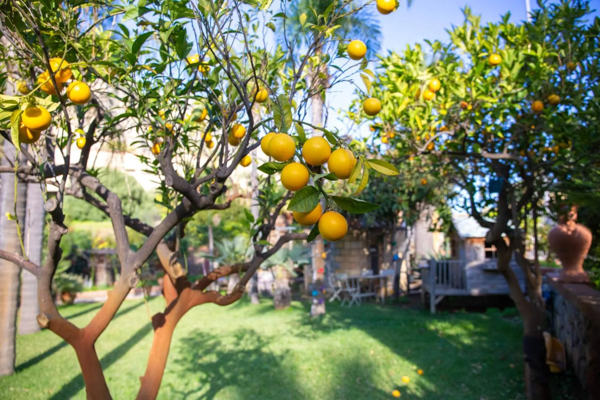 Garden in Villa Caterina - Solemar Sicilia